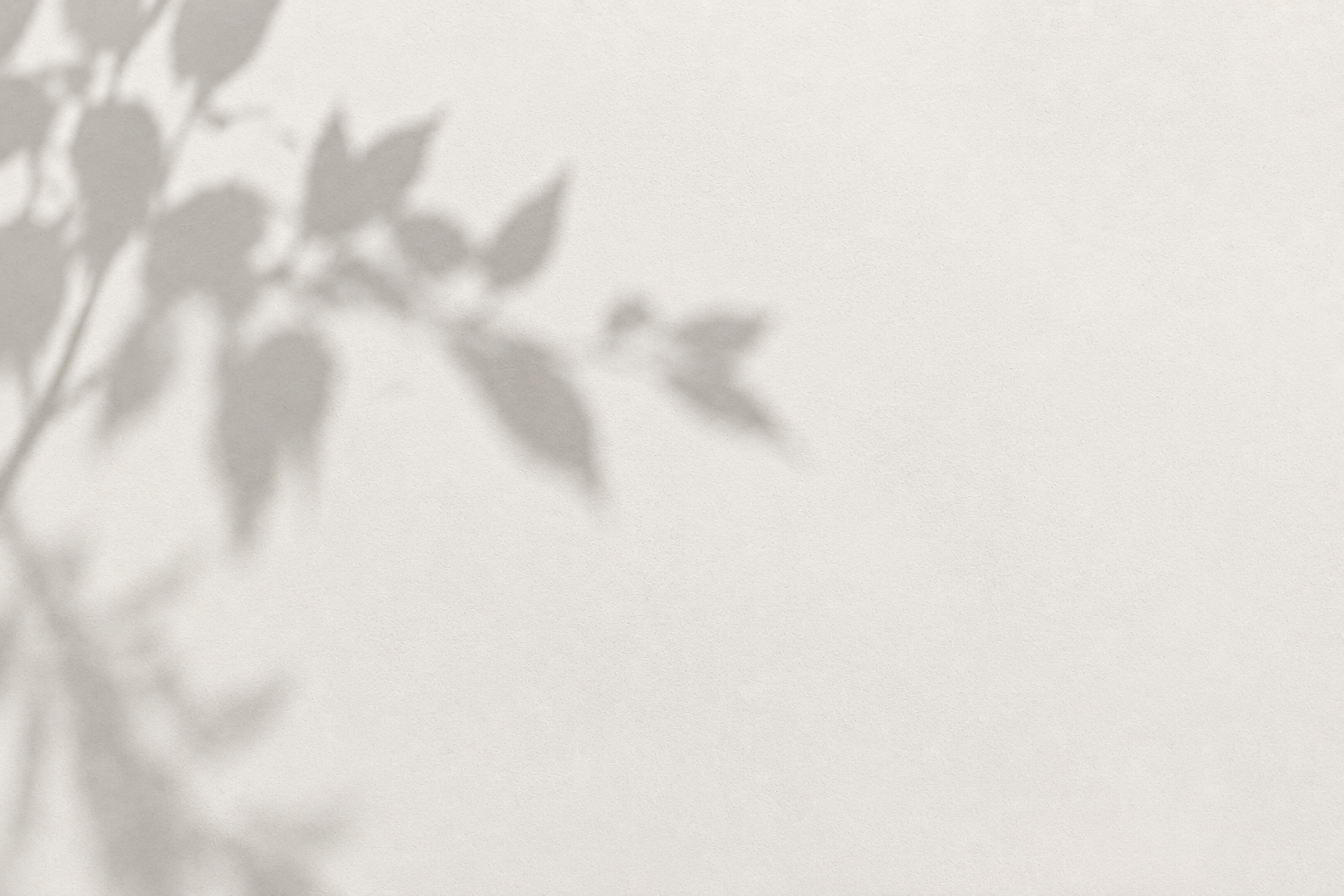 Faded shadow of a leafy plant on a plain wall.