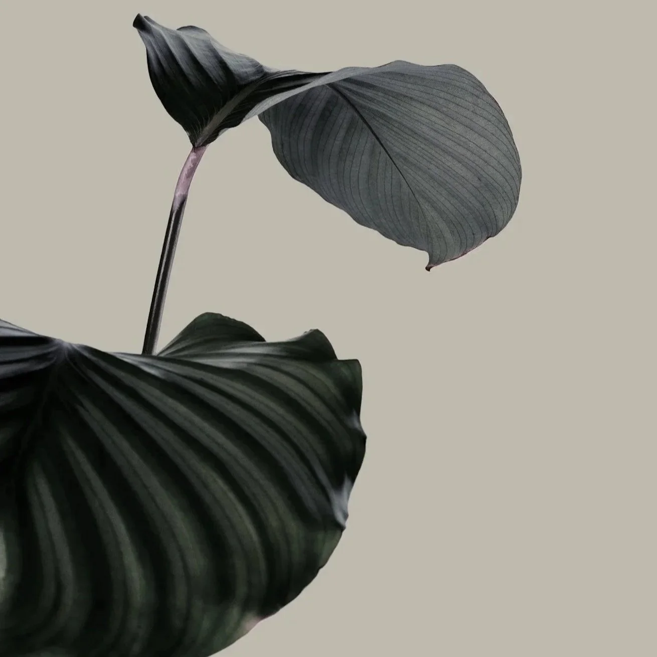 Close-up of dark green and gray leaves with prominent veins against a light background.