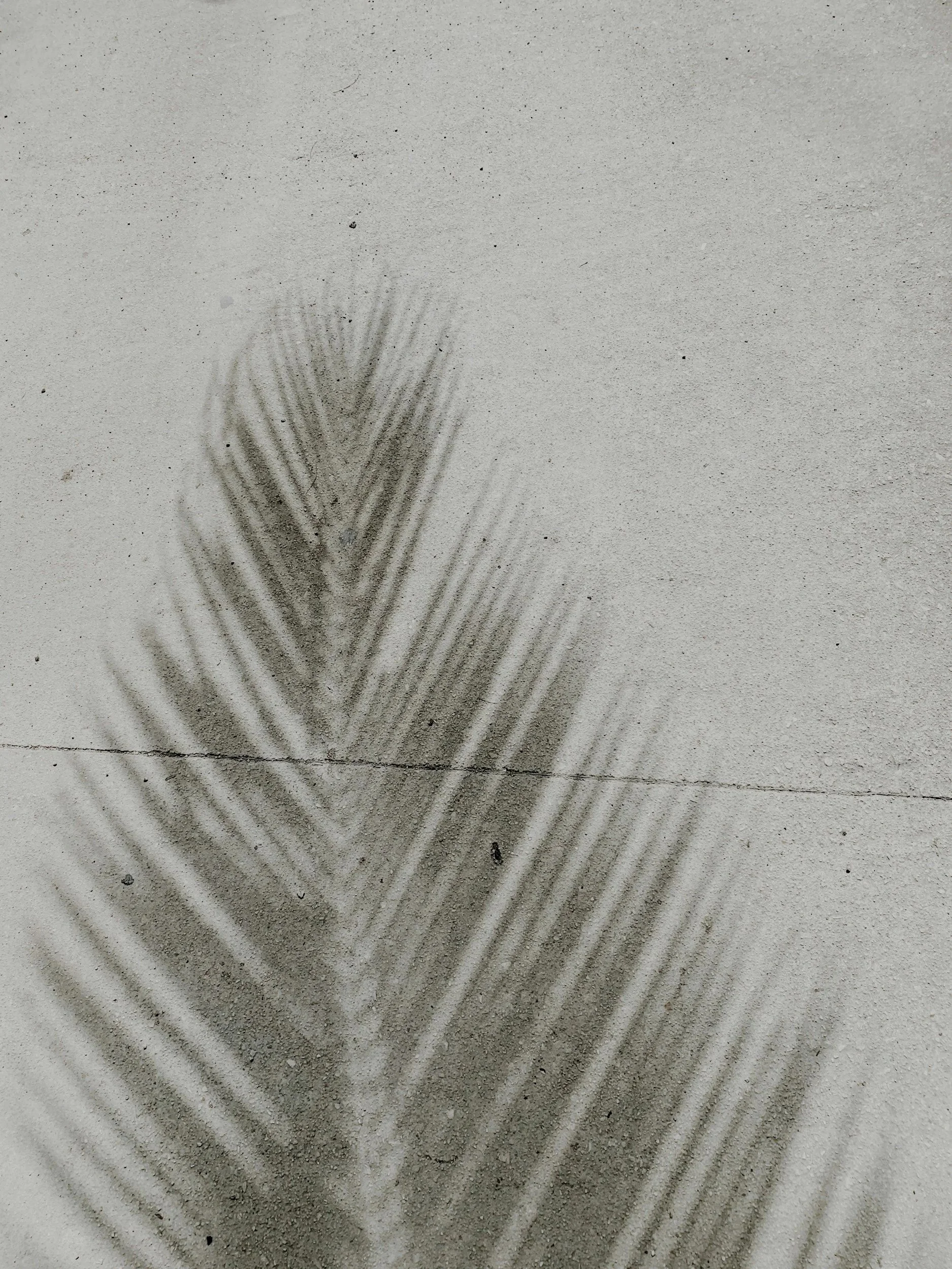 A shadow of a palm tree cast on a sandy surface.