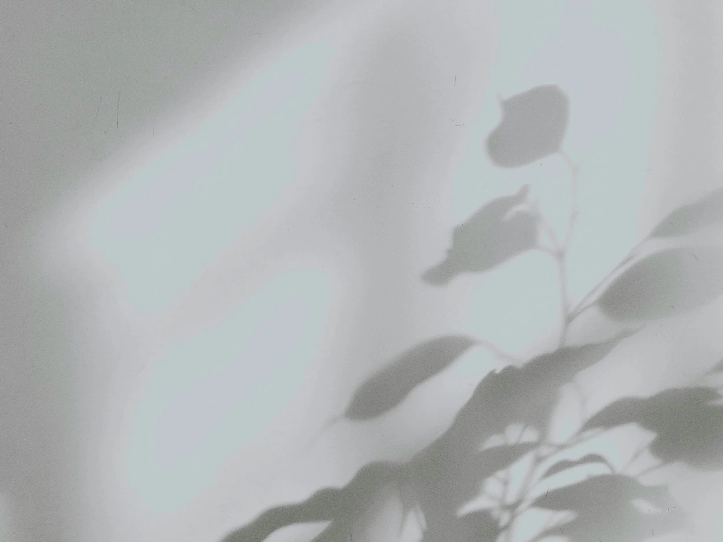 Shadow of a flower with leaves cast on a light-colored surface.
