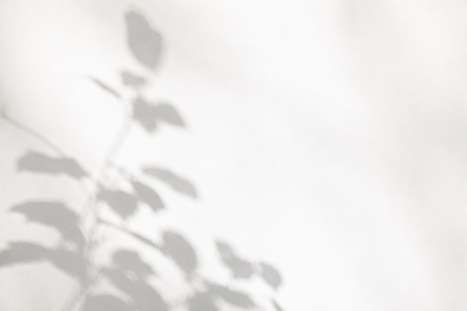 Shadow of leaves and branches on a white wall.