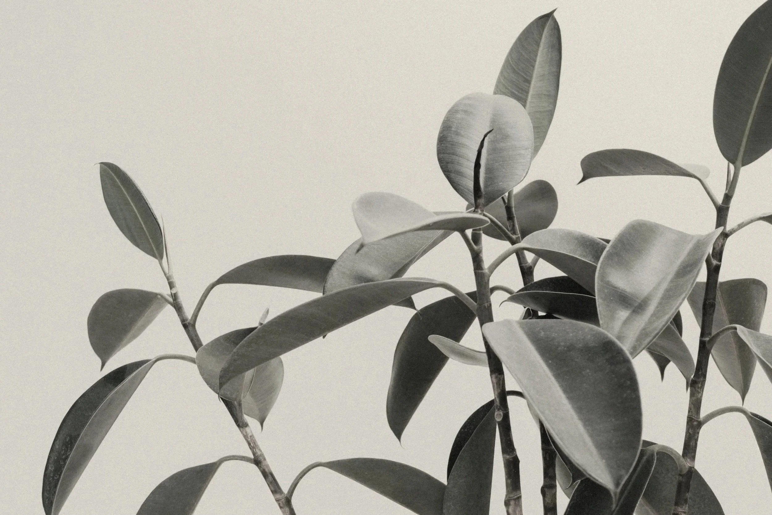 A monochrome image of leaves, showing a close-up of a branch with several oval-shaped, smooth-edged leaves against a plain background.