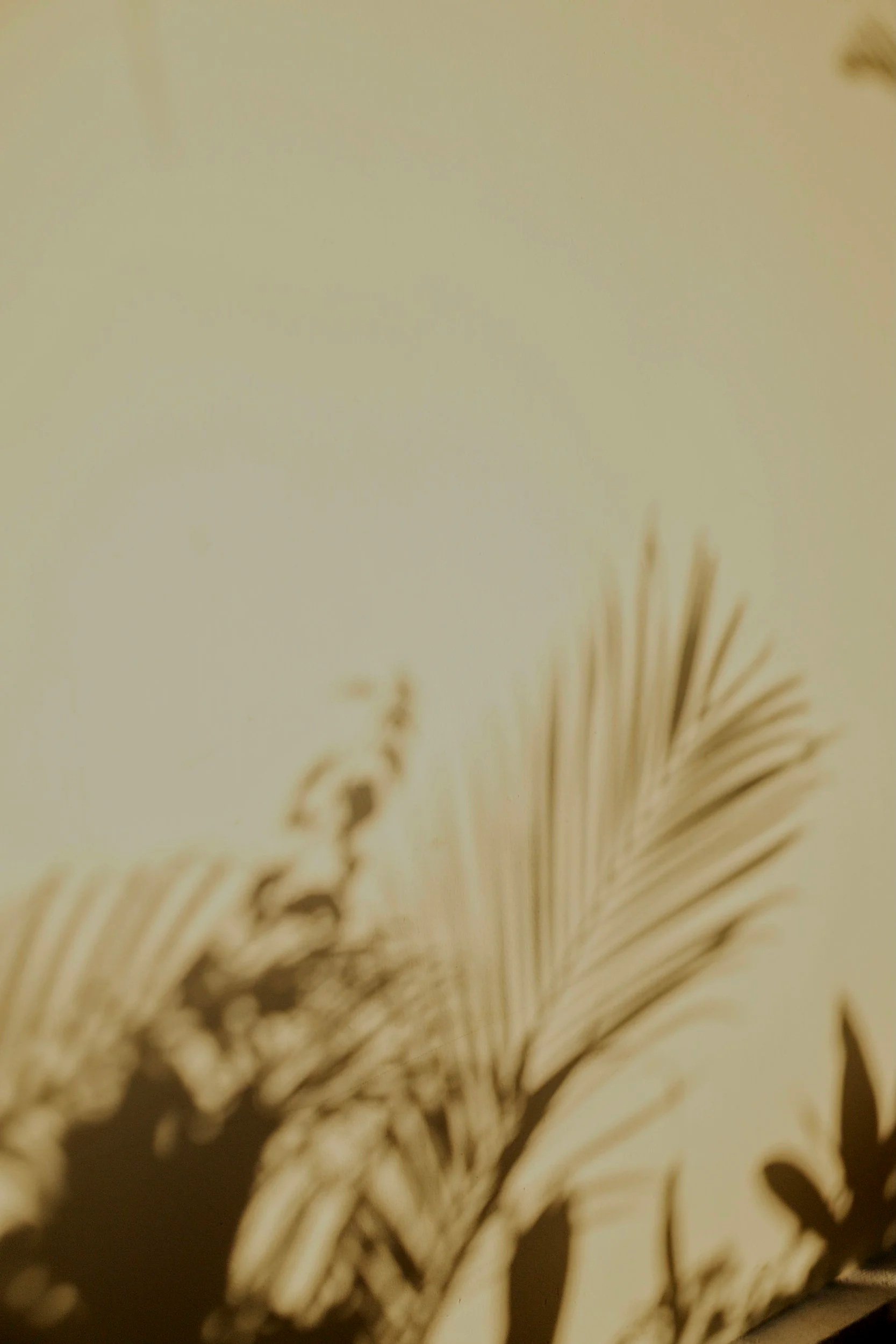 Close-up of a dried plant or flower with desert-like background.