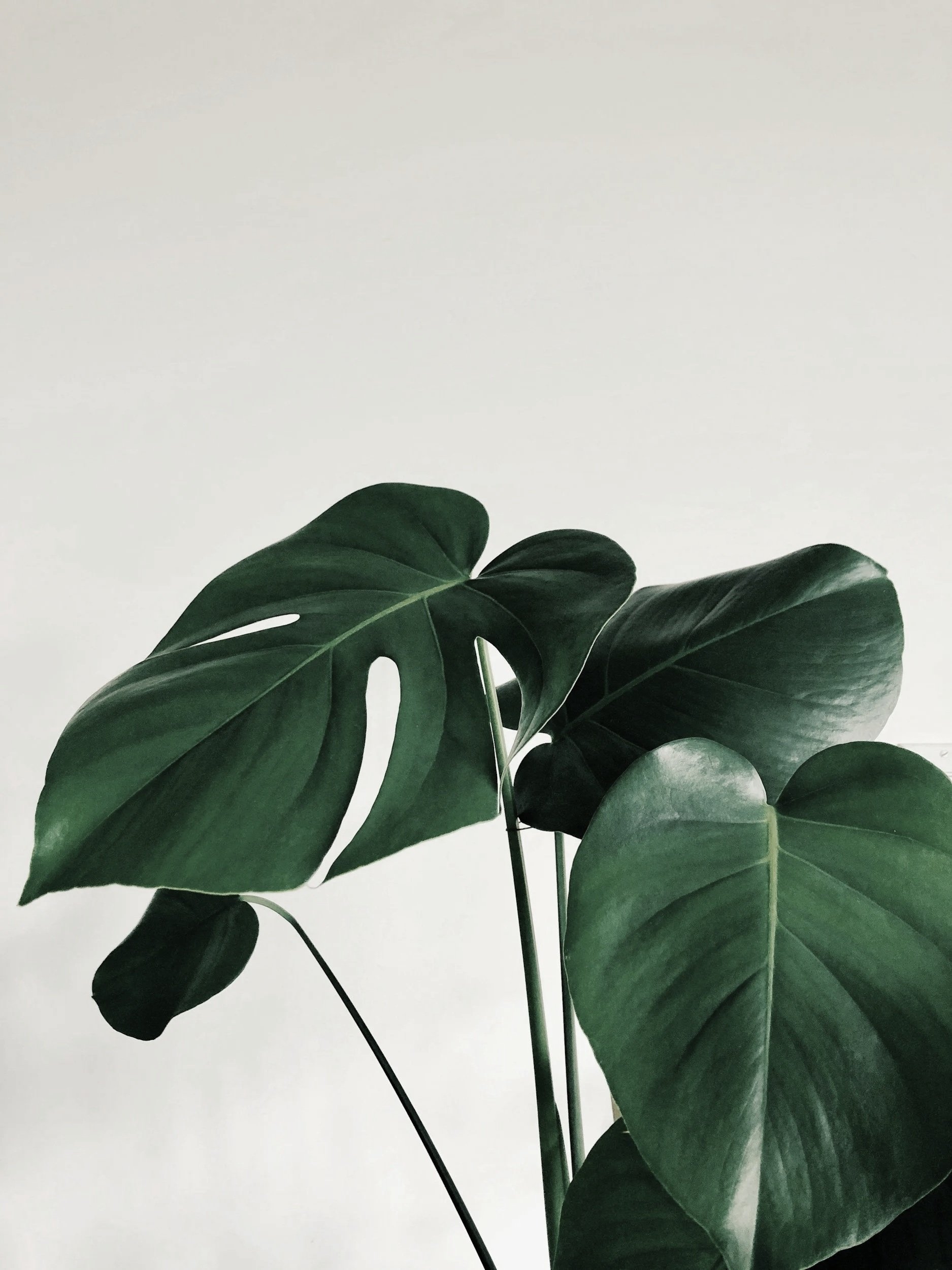 Close-up of a large green monstera plant with broad, split leaves against a plain, light-colored background.