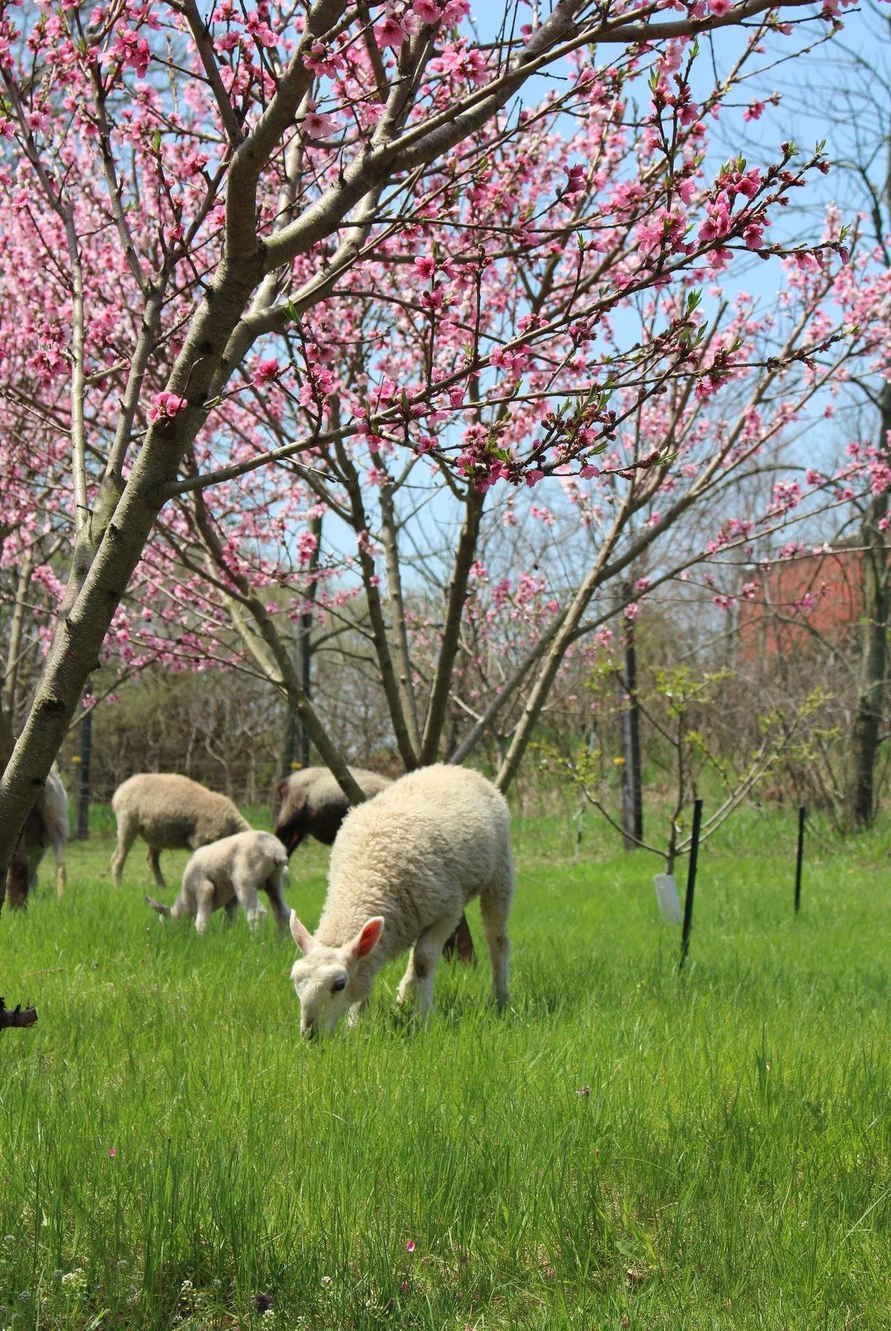 A flock of sheep grazing under a flowering tree with pink blossoms in a grassy area.
