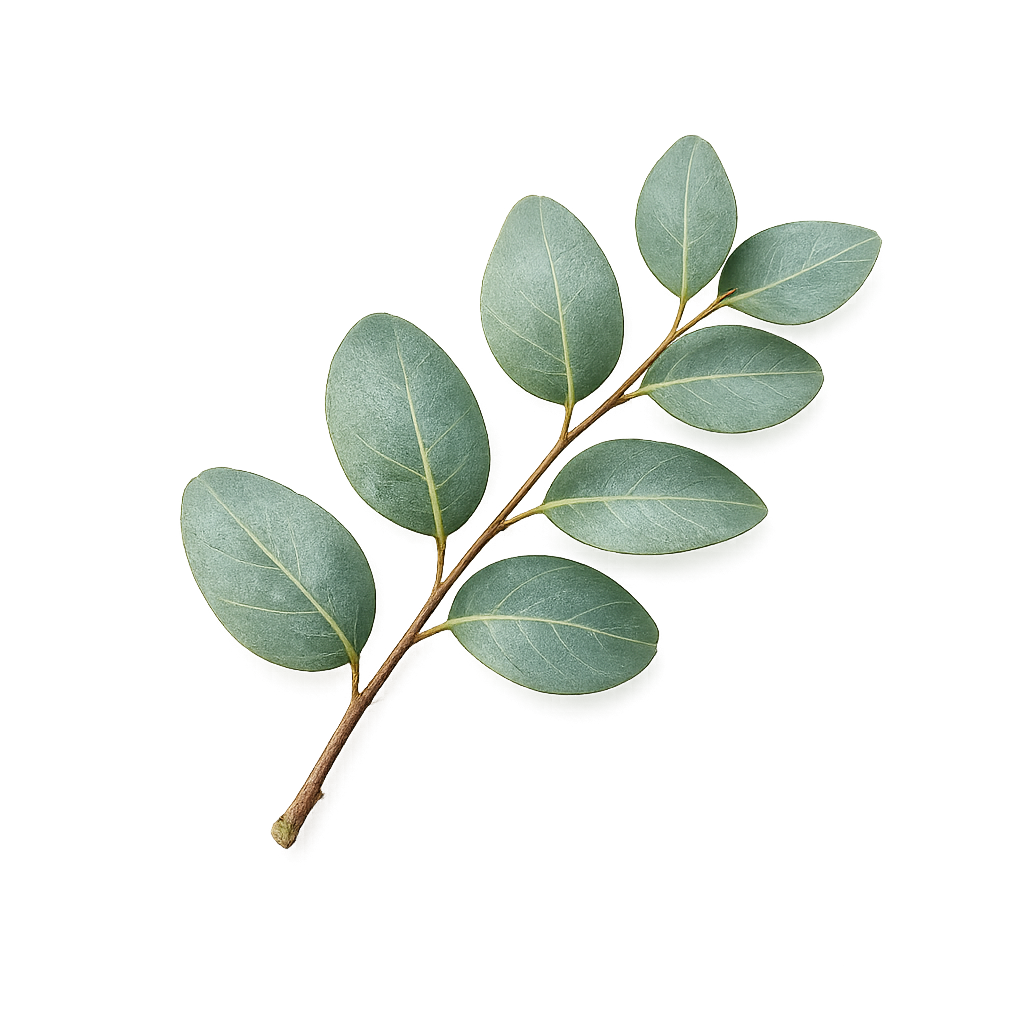 eucalyptus leaf.png