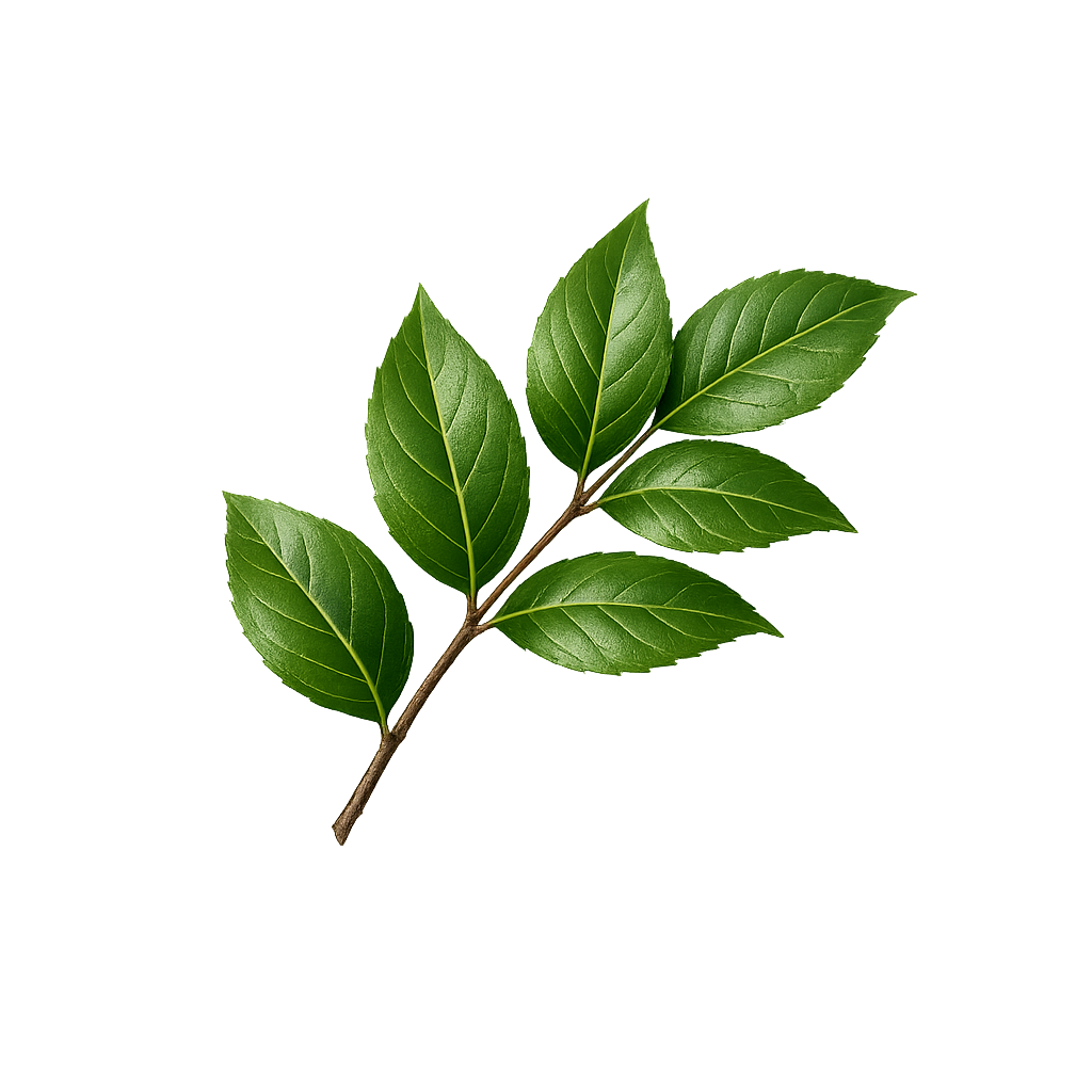 green leaf.png