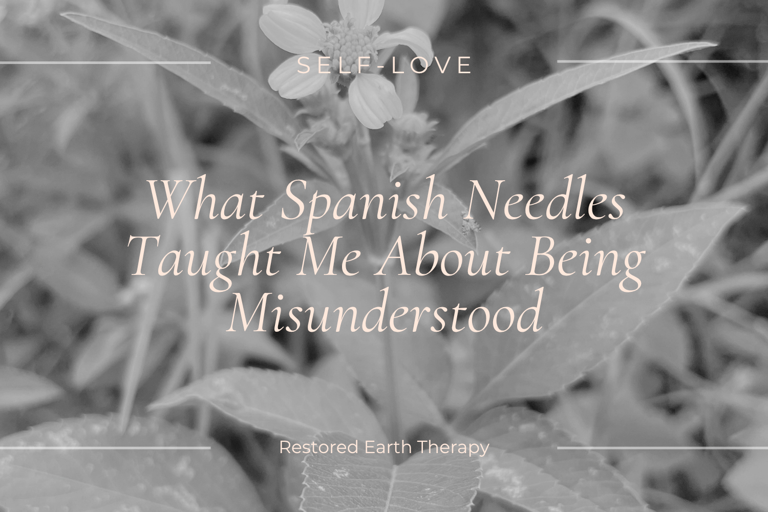 What Spanish Needles Taught Me About Being Misunderstood