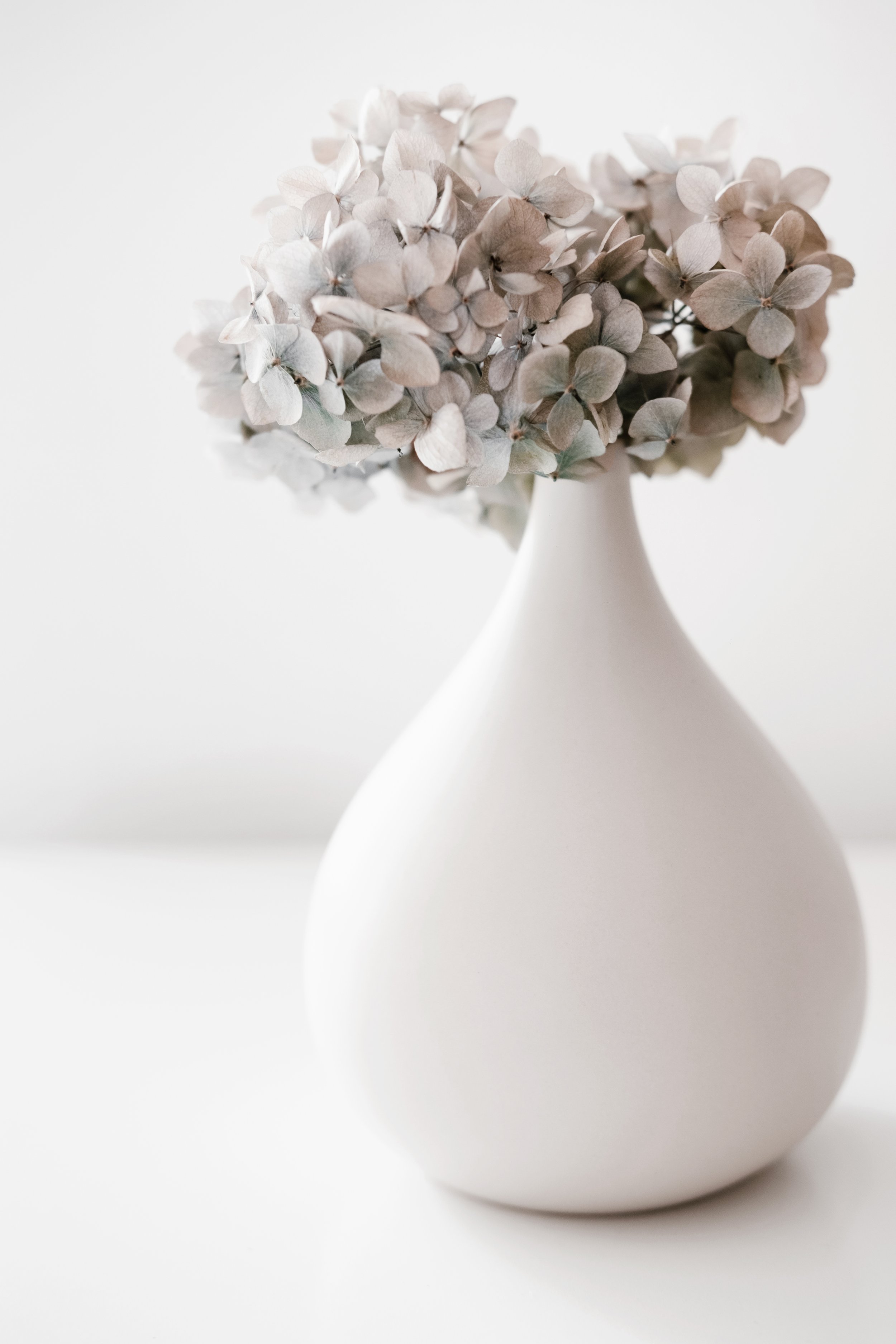 A white vase holding a bouquet of dried hydrangea flowers with pale, muted petals, set against a white background.