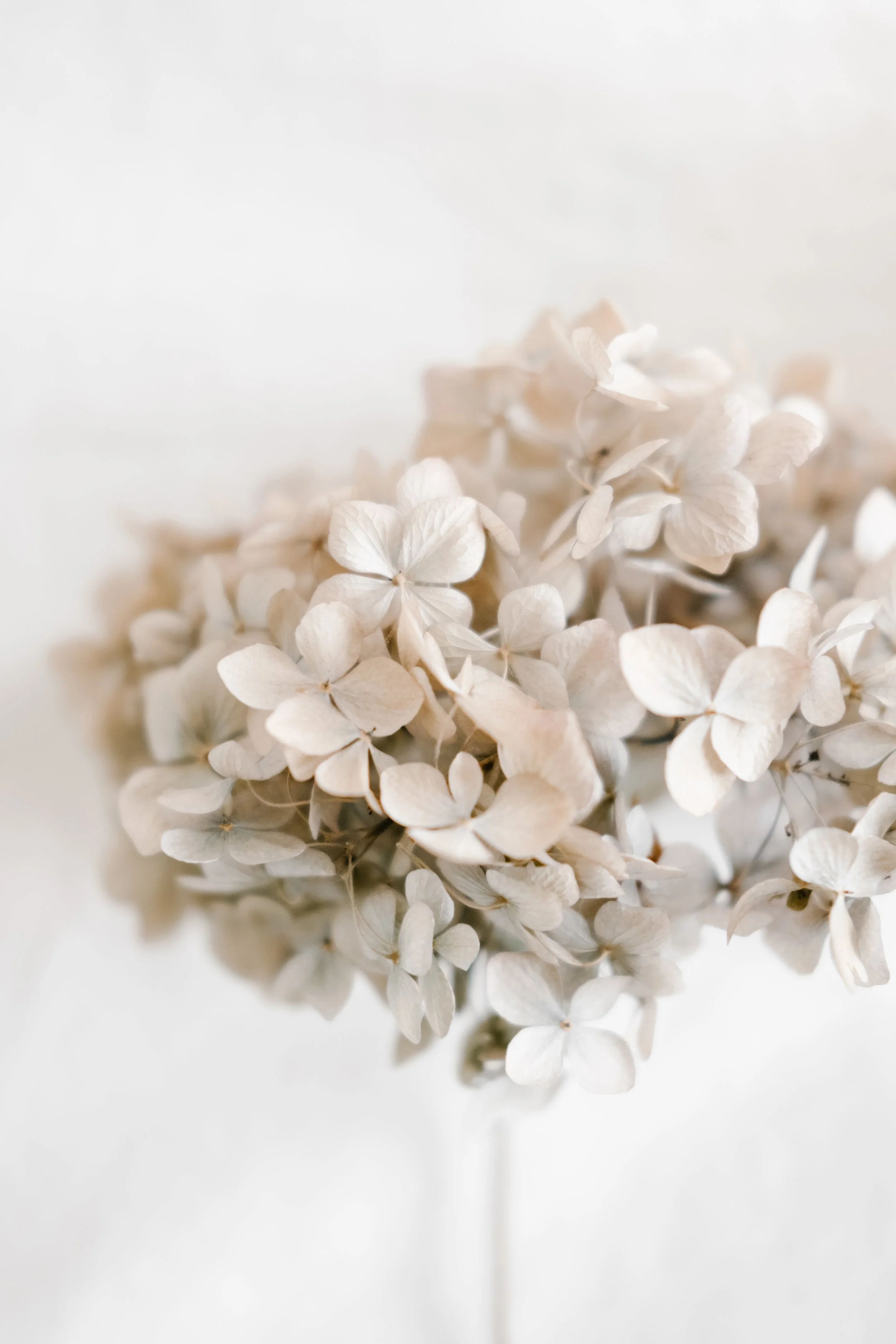 Close-up of a cluster of white hydrangea flowers against a plain white background.
