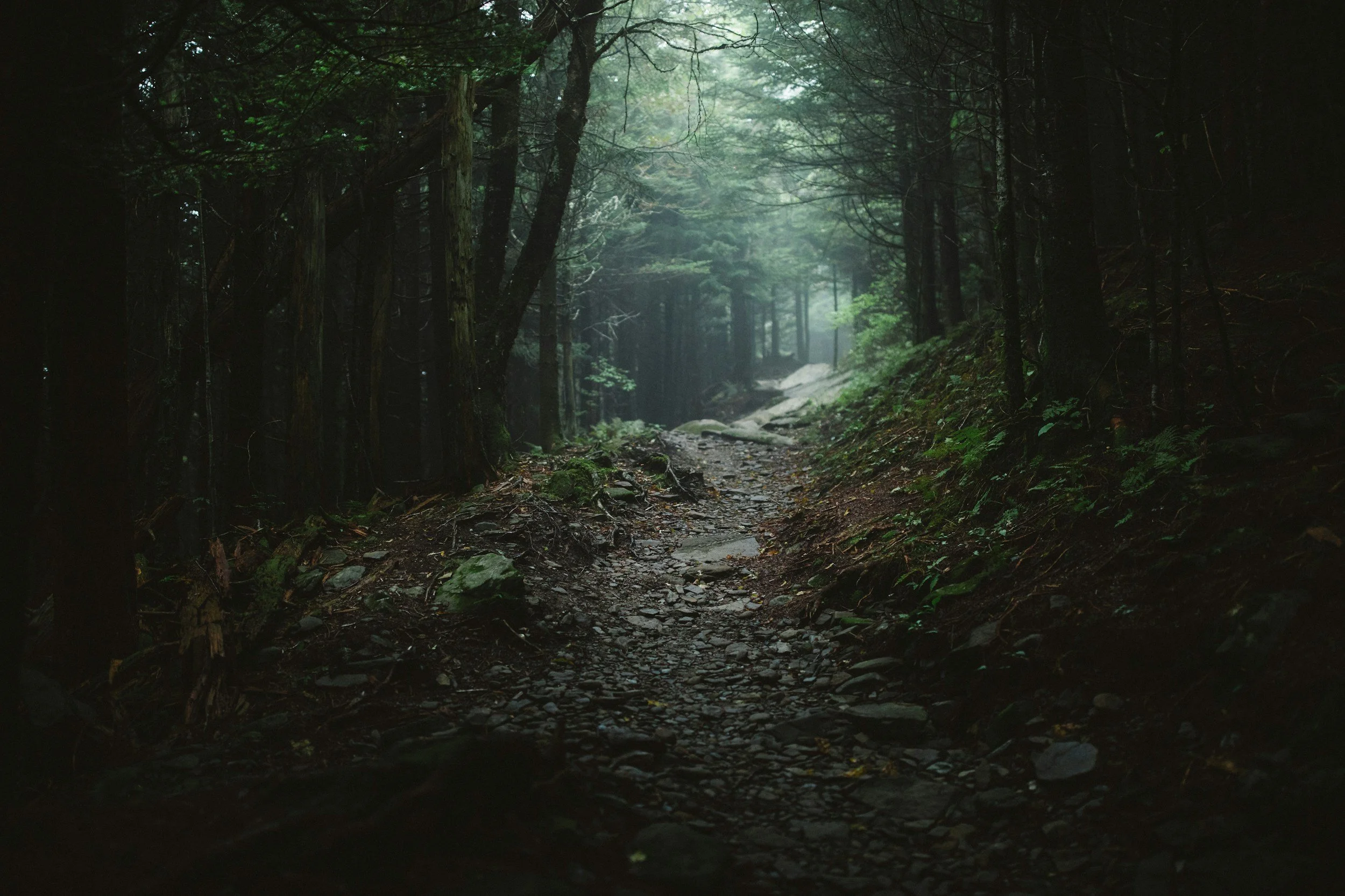 A foggy forest trail with tall trees on either side and a rocky, muddy path leading into the distance.
