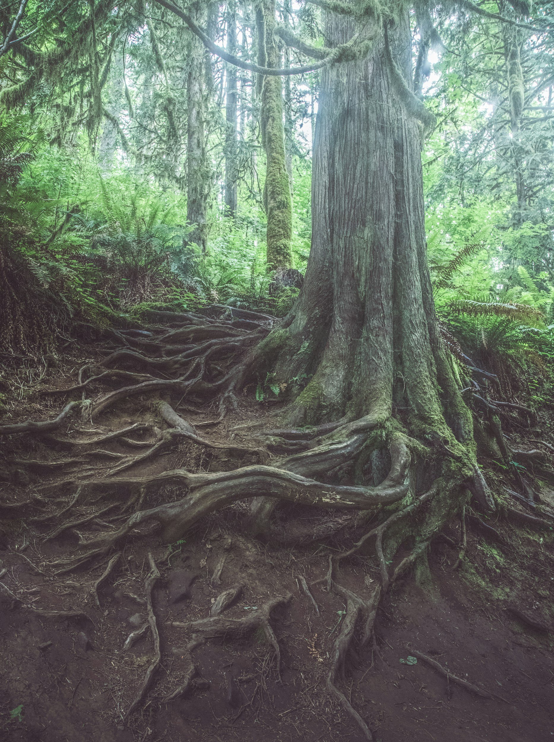 A forest scene featuring a large tree with roots spreading across the dark soil, surrounded by dense green foliage and other tall trees in the background.