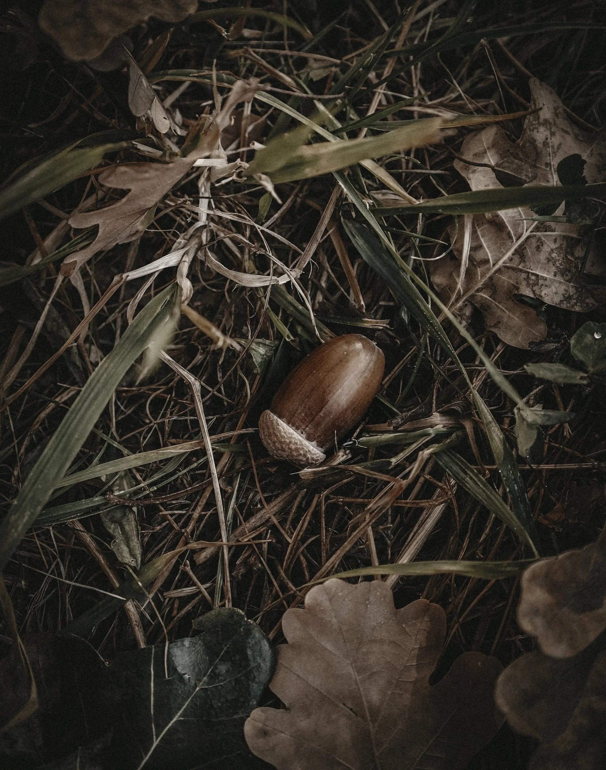 Close-up of a forest floor with dry leaves, grass, and a brown acorn.