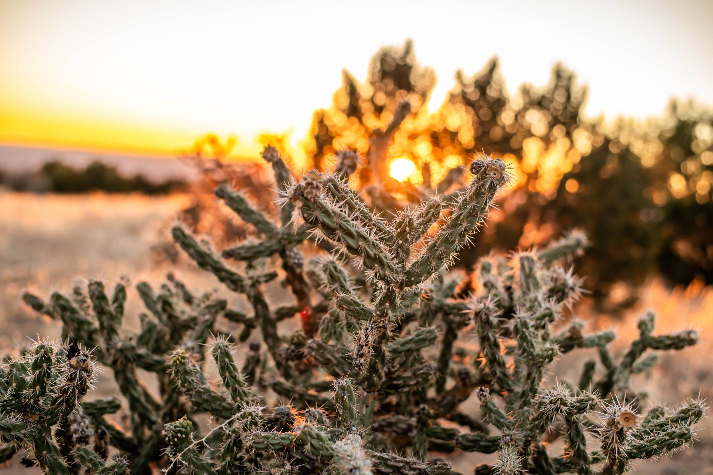 Cacti plants with spines in a desert landscape at sunset, with blurred background and warm colors.