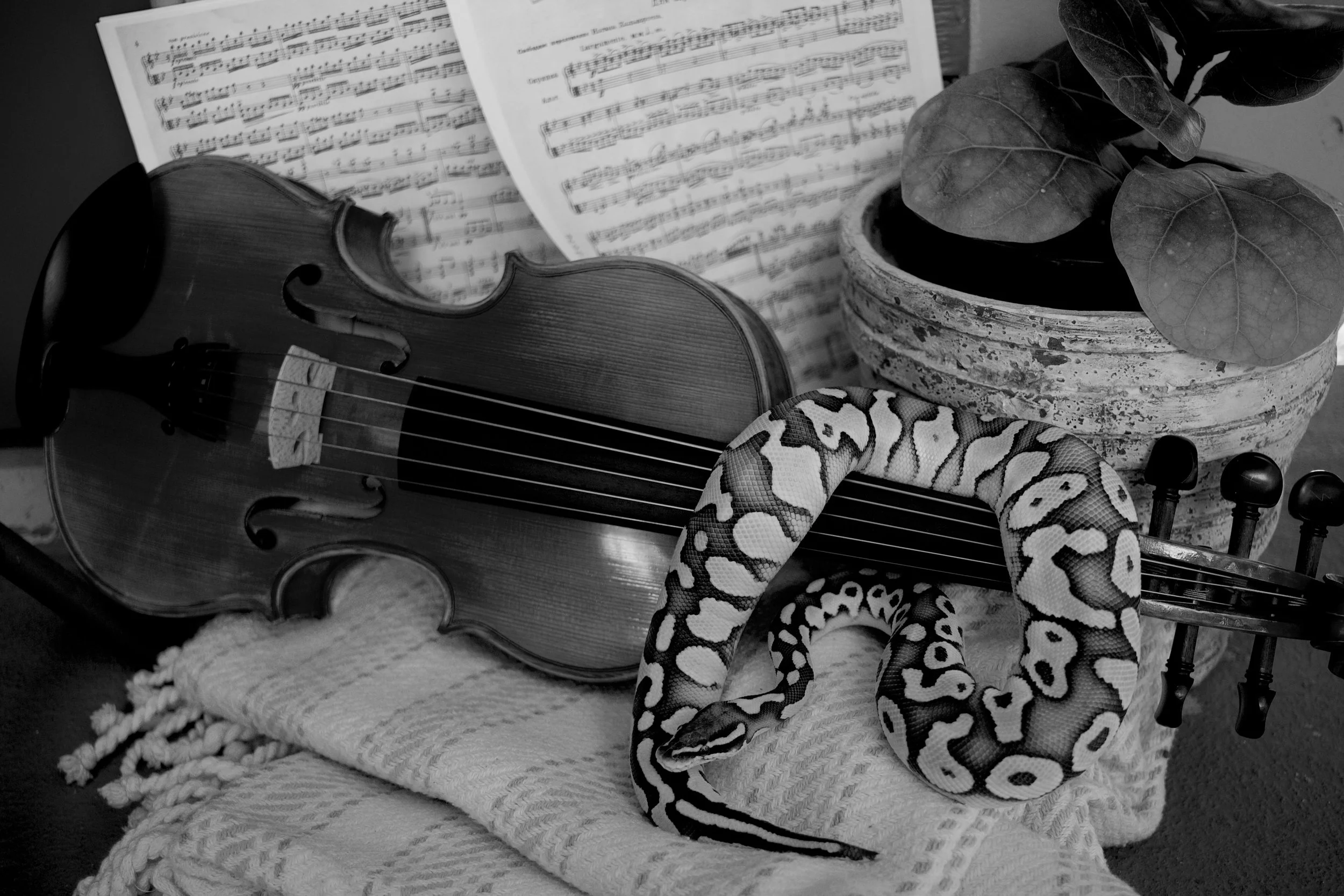 A black and white photo of sheet music and a 5 string violin placed on a textured blanket. A pot with a leafy plant and a ball python snake with a patterned body are also visible.