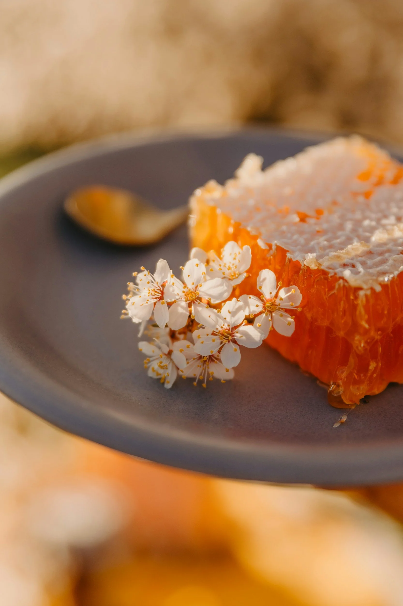 Welcome to Honeycomb Haven: A Soft Place to Land