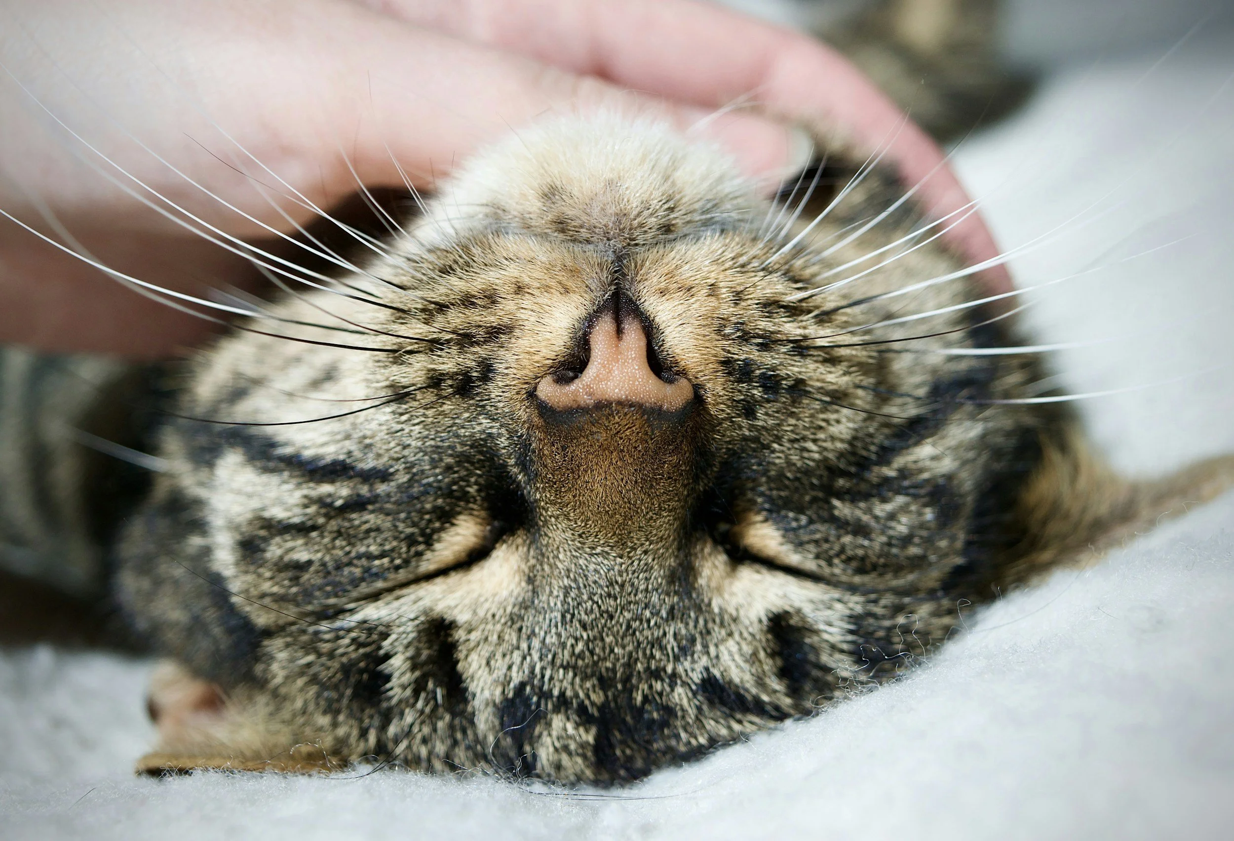 Moving Toward Contentment and Gratitude