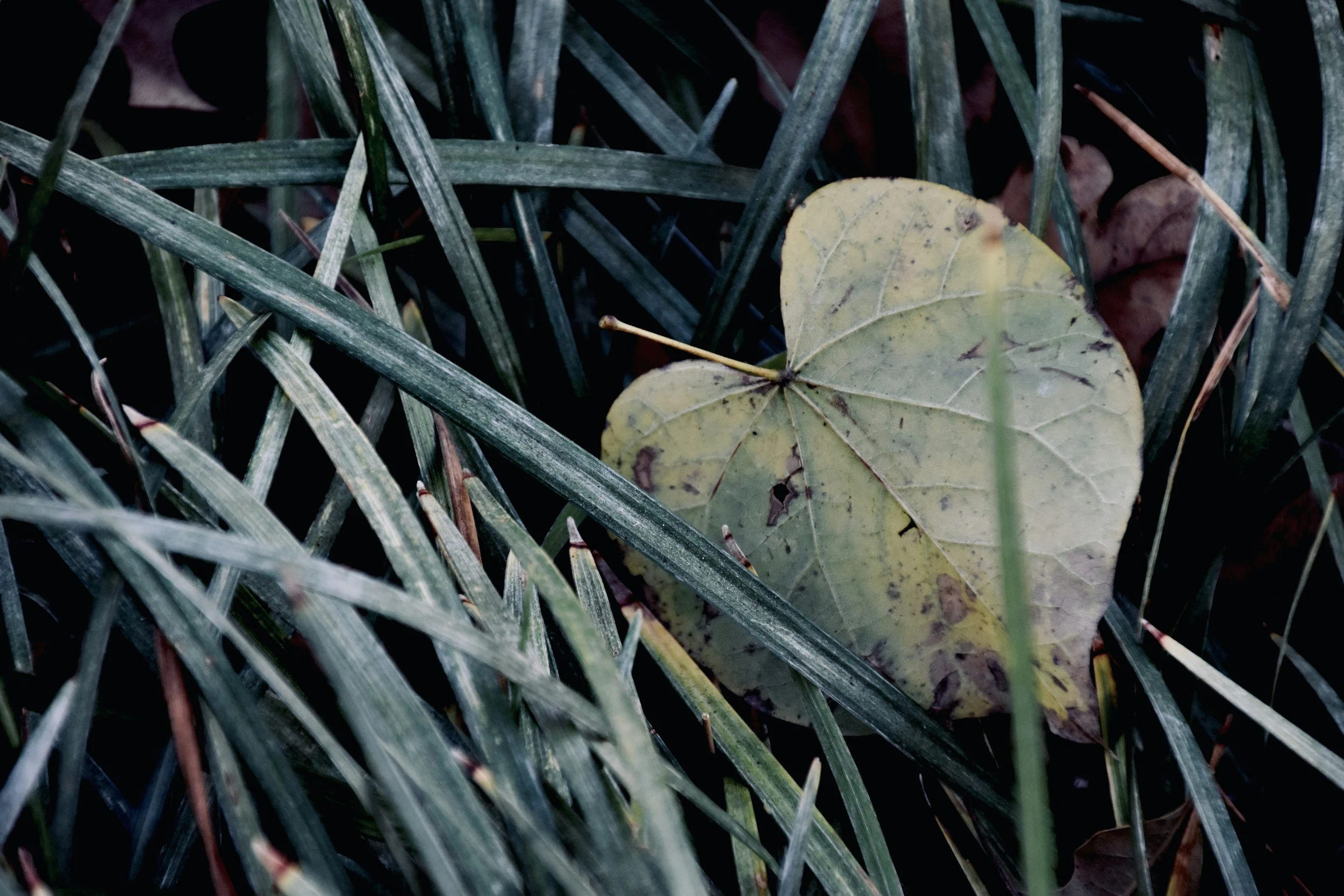 Green Things, Quiet Hearts