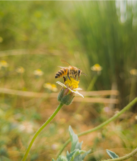 A bee collecting nectar from a small yellow and white flower in a natural outdoor setting.