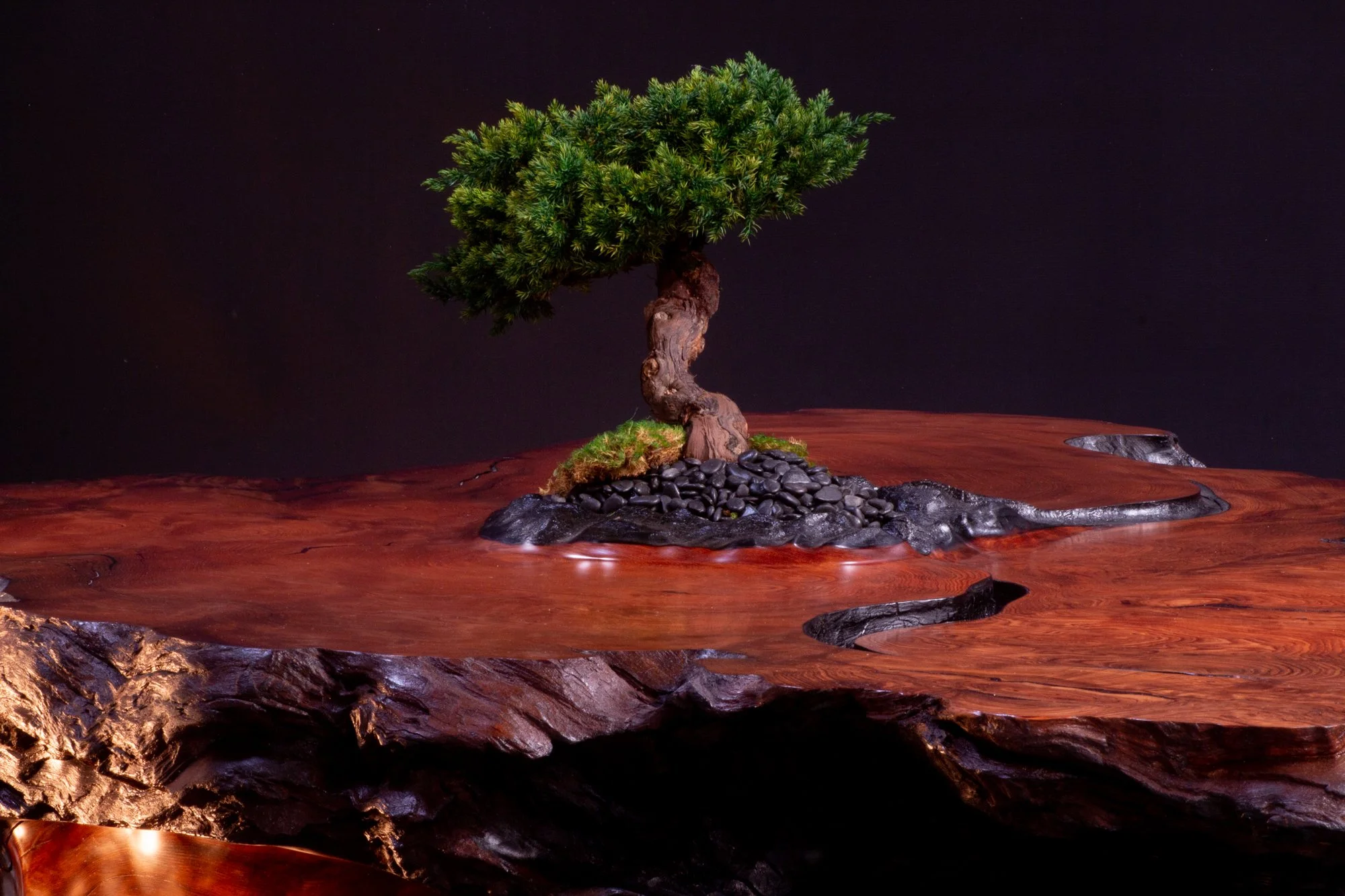 A decorative miniature bonsai tree with twisted trunk and dense green foliage, placed on a wooden surface with a glossy finish. The background is dark, highlighting the tree and the surface.