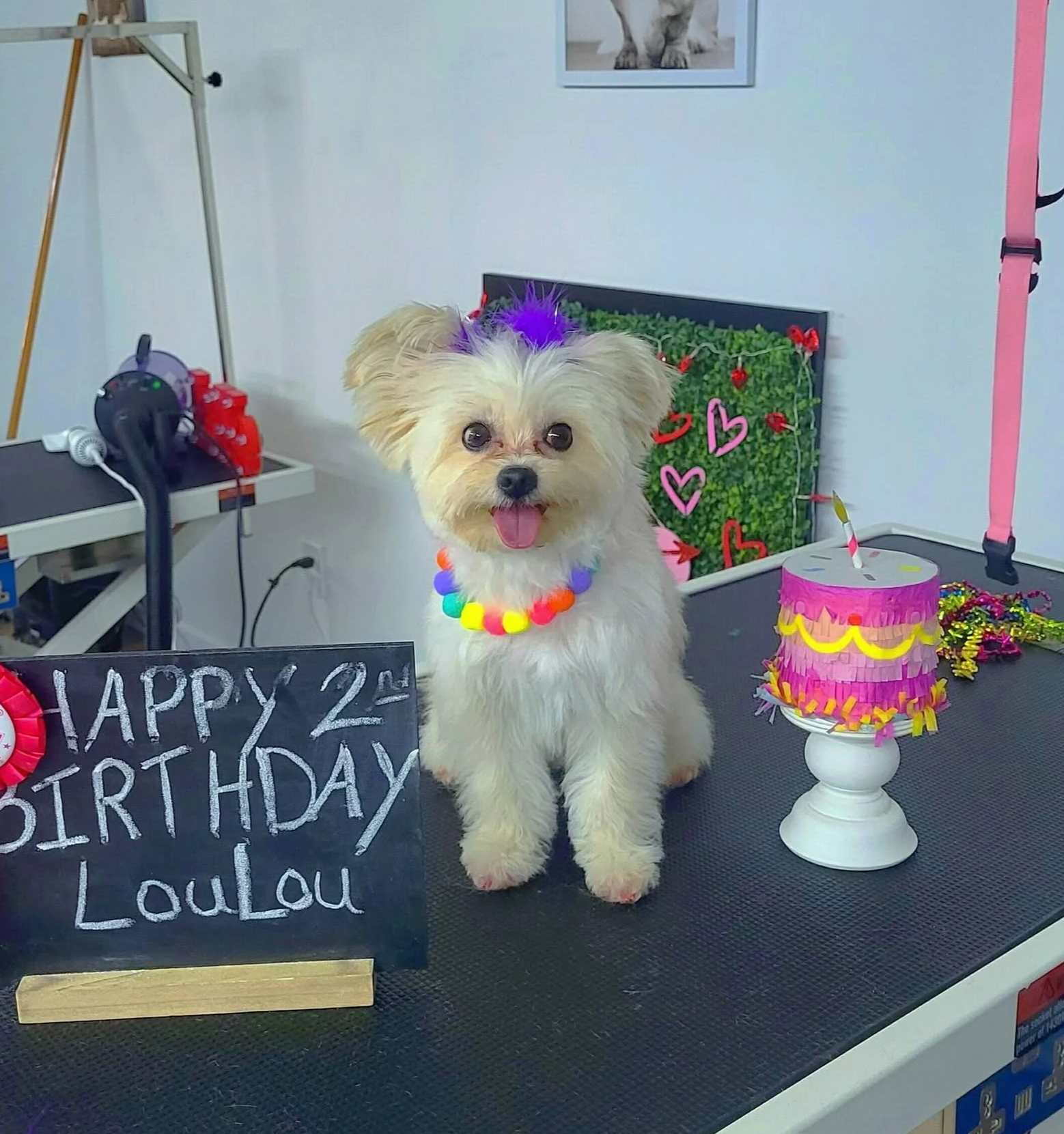 A Pomeranian mix sits on the grooming table surrounded by birthday decorations after getting a Full Groom with Creative Color Service, including a temporary purple top knot, at Tails and Ales in Hickory, NC.
