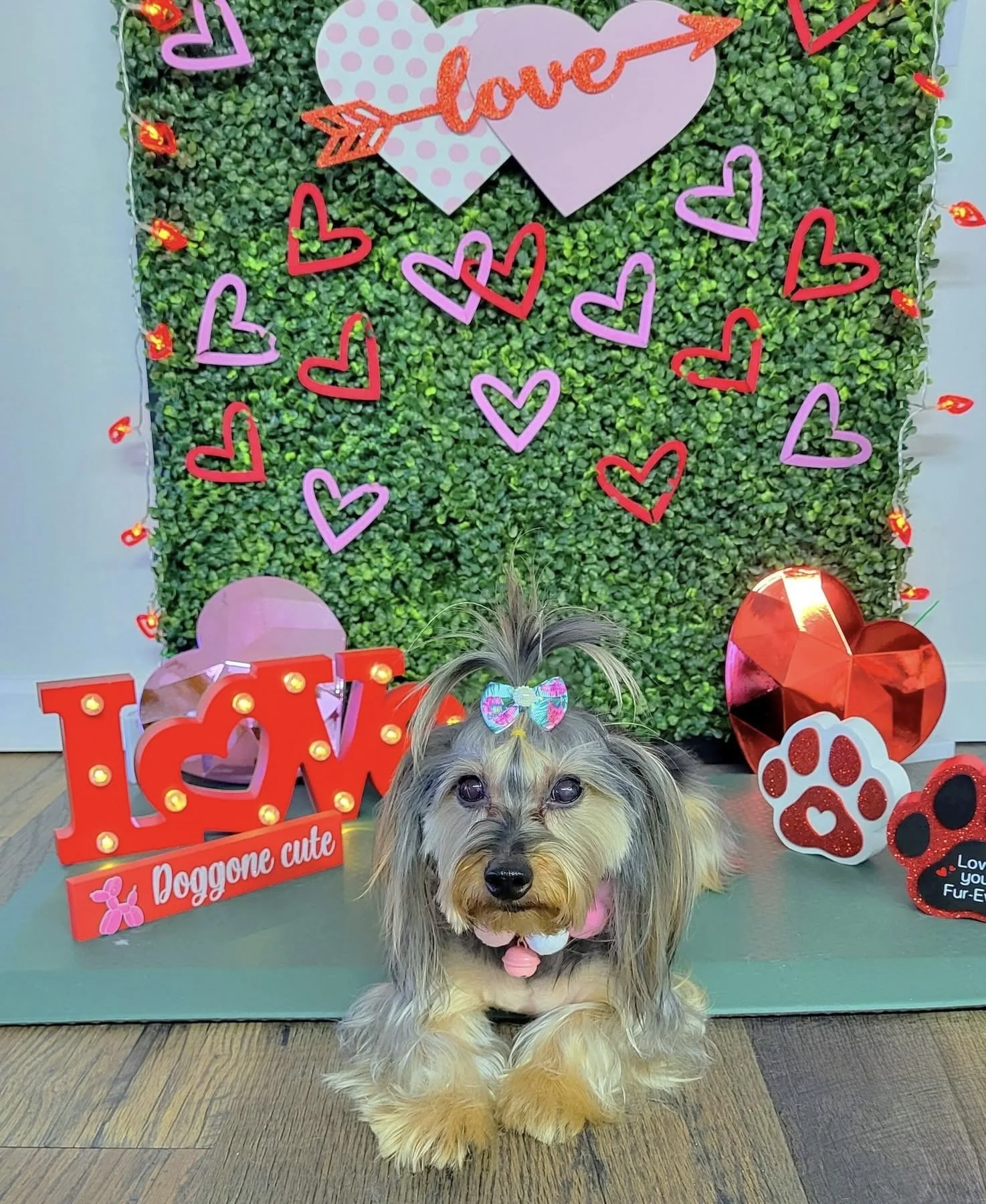 A long-haired Yorkie lays in front of a Valentine's Day themed photo wall after a Full Groom at Tails and Ales in Hickory, NC.