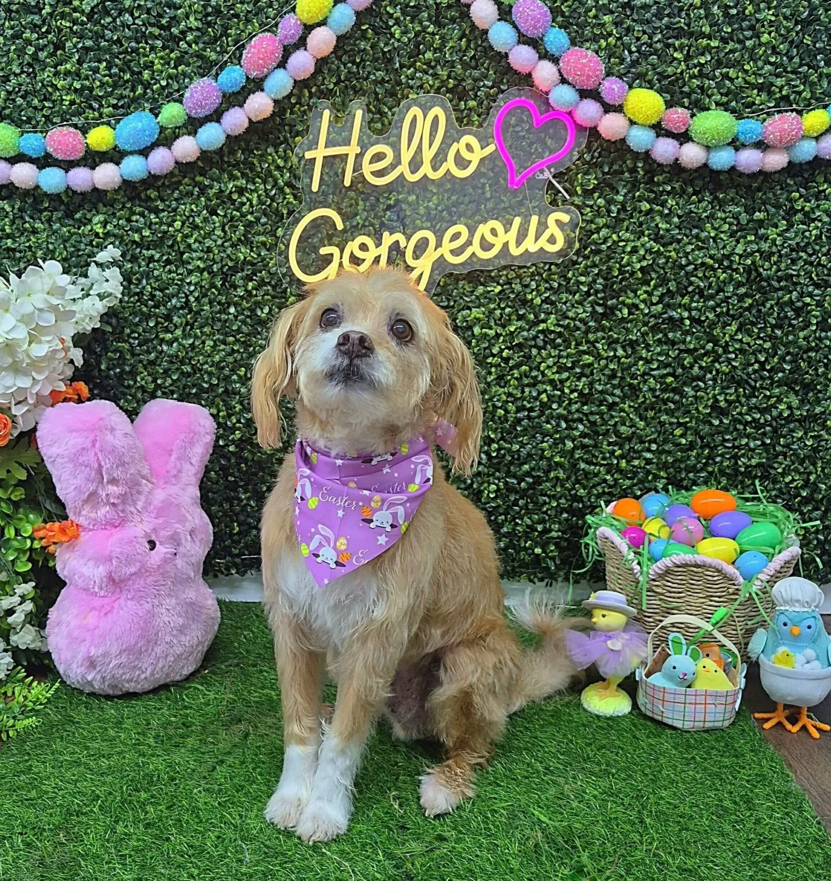 A wire-haired brown dog sits in front of a photo wall with a "Hello Gorgeous" sign in the background after a Bath & Sanitary trim at Tails and Ales in Hickory, NC.
