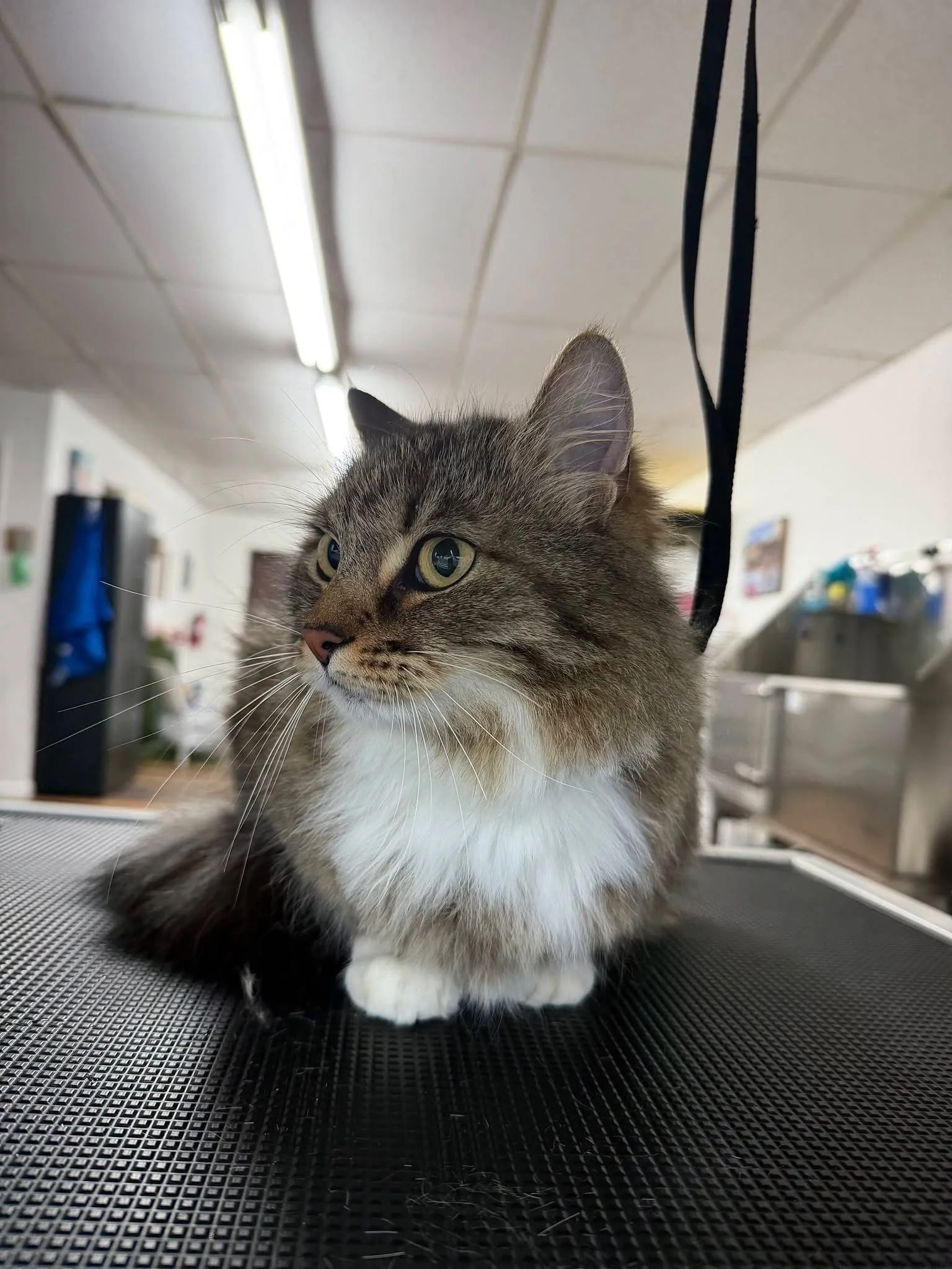 A long-haired cat lays on the grooming table after a Full Groom at Tails and Ales in Hickory, NC.