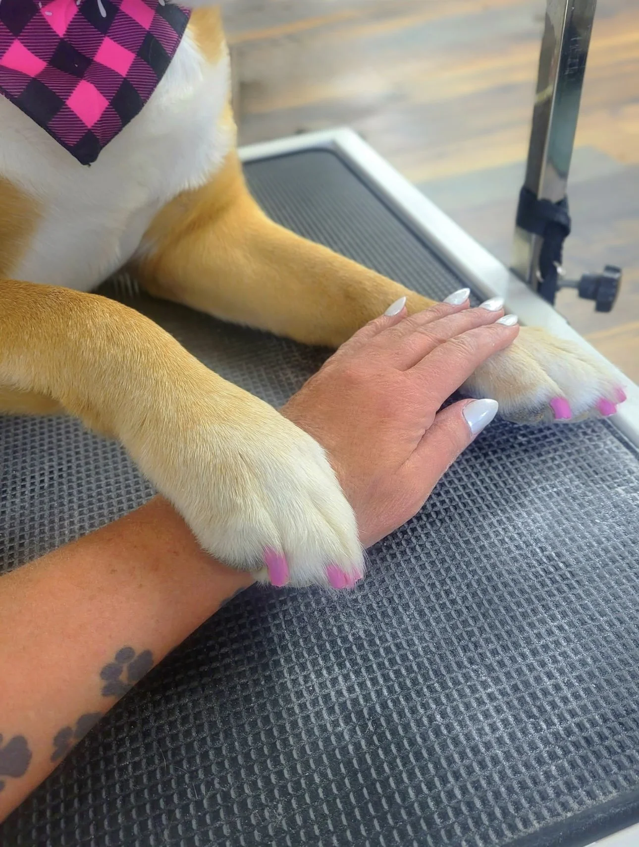 Treat your pet to a Pawdicure, complete with pet safe nail polish, at Tails and Ales in Hickory NC