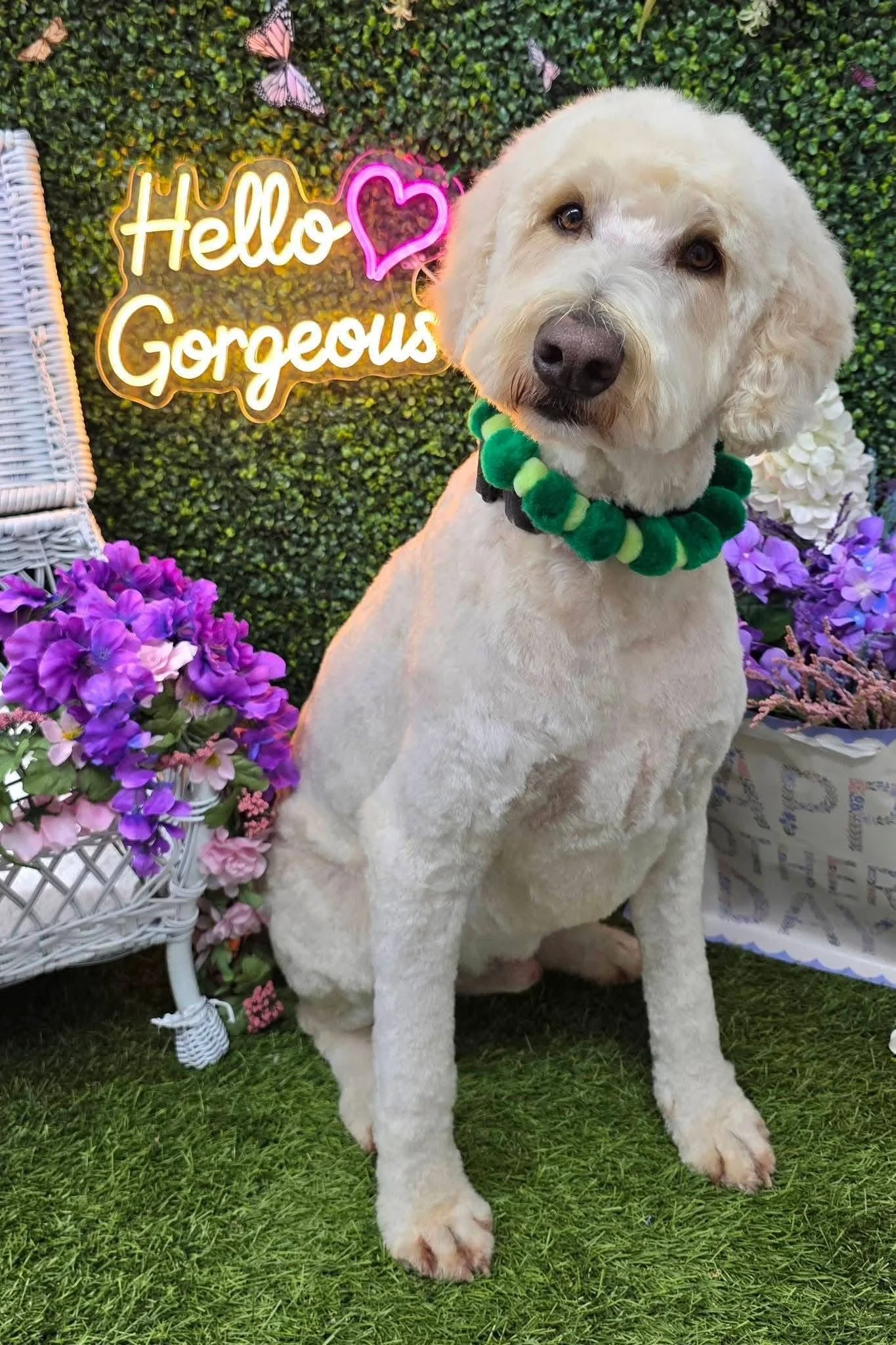 A large white Doodle sits in front of a photo wall with a "Hello Gorgeous" sign in the background after a Full Groom at Tails and Ales in Hickory, NC.