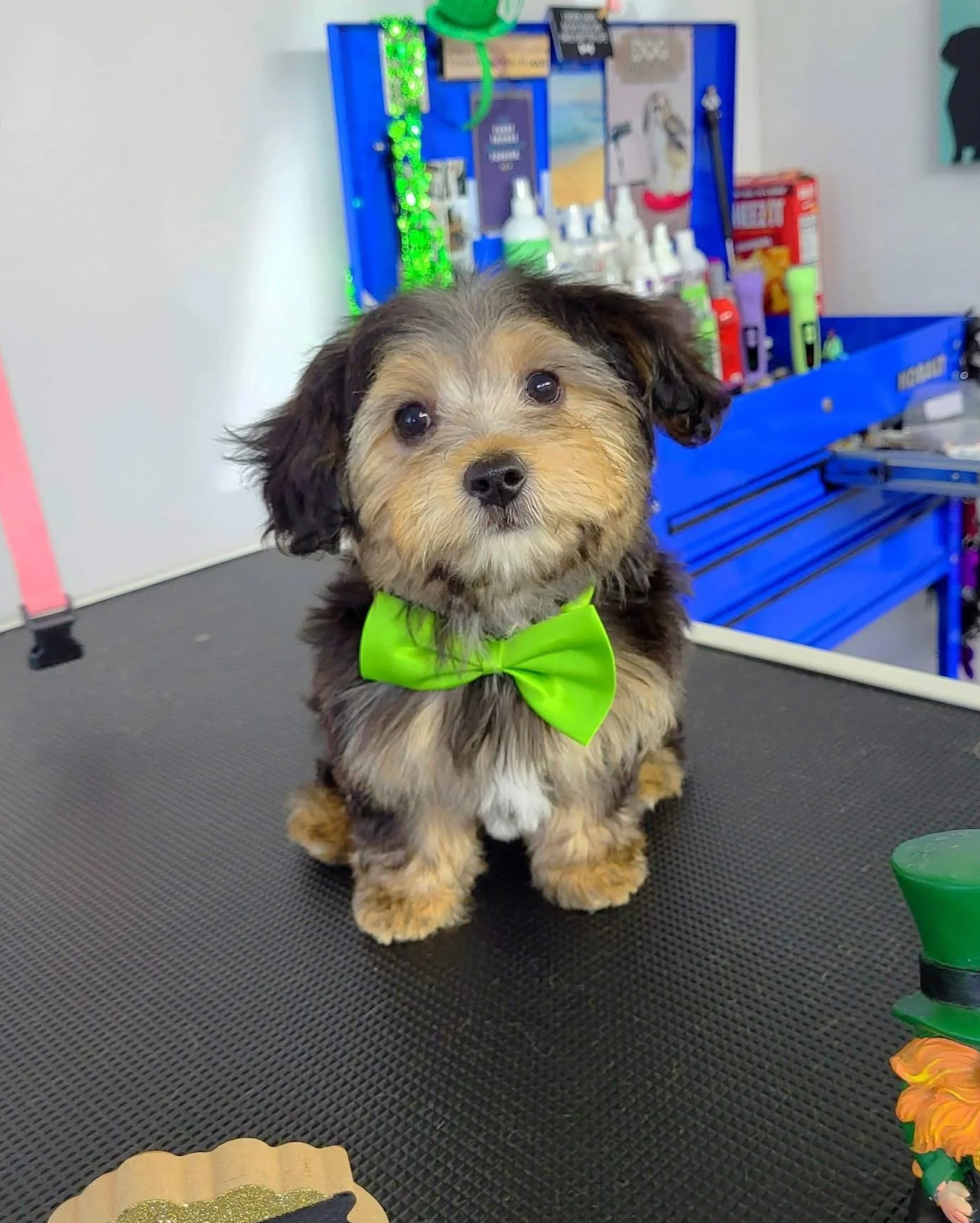 A tiny Yorkie mix puppy sits on the grooming table after receiving his Puppy's First Groom at Tails and Ales in Hickory, NC.