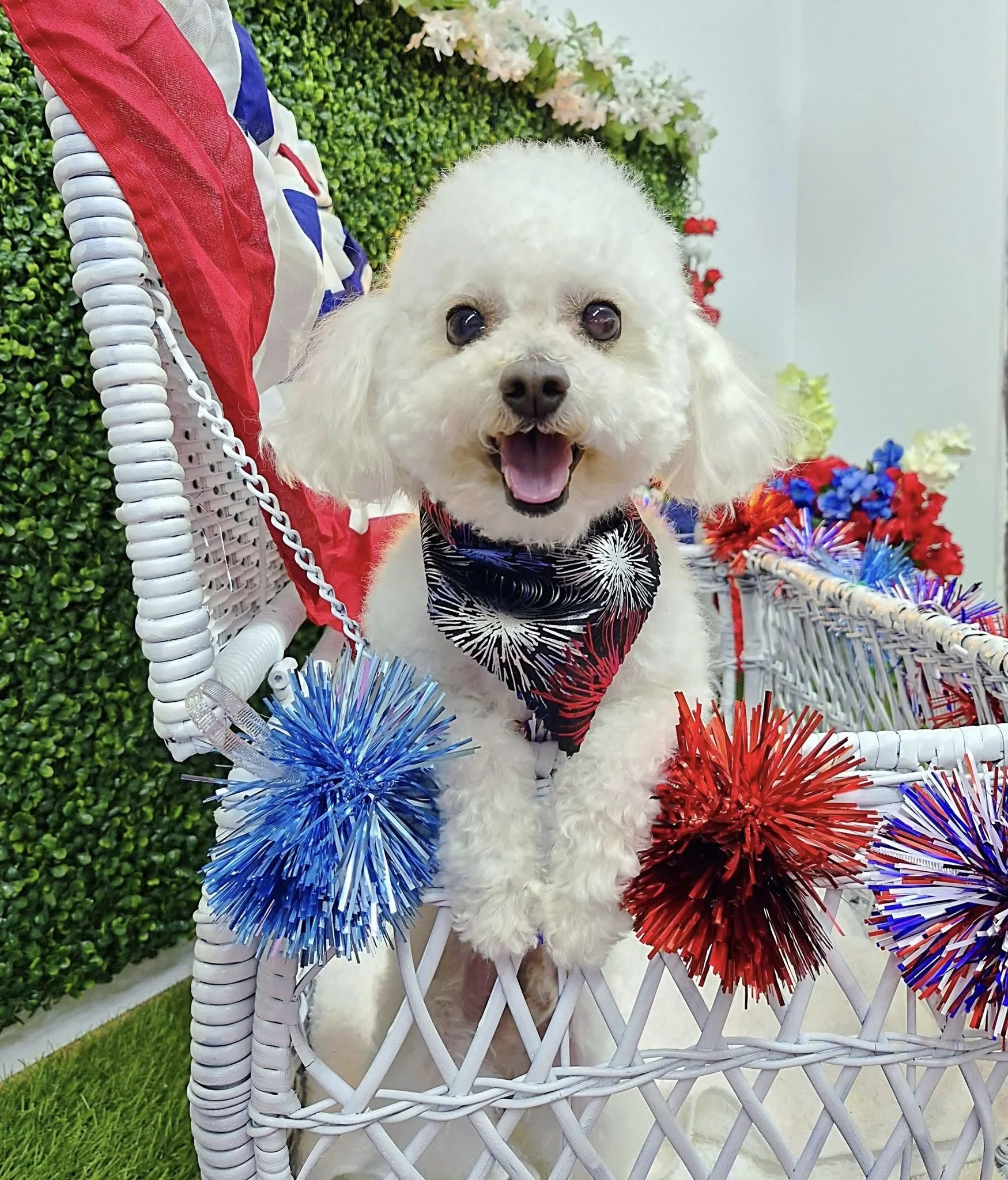 A Maltipoo wearing a red, white, and blue fireworks bandana sits in a white wicker basket in front of a photo wall decorated for Memorial Day after receiving a Full Groom at Tails and Ales in Hickory, NC.