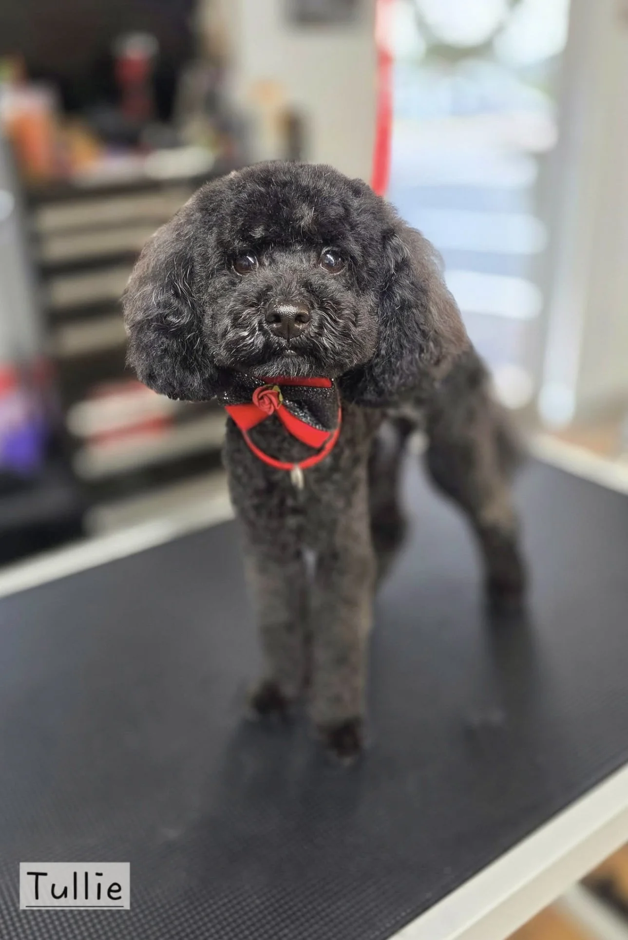 IMG_2657.PNG