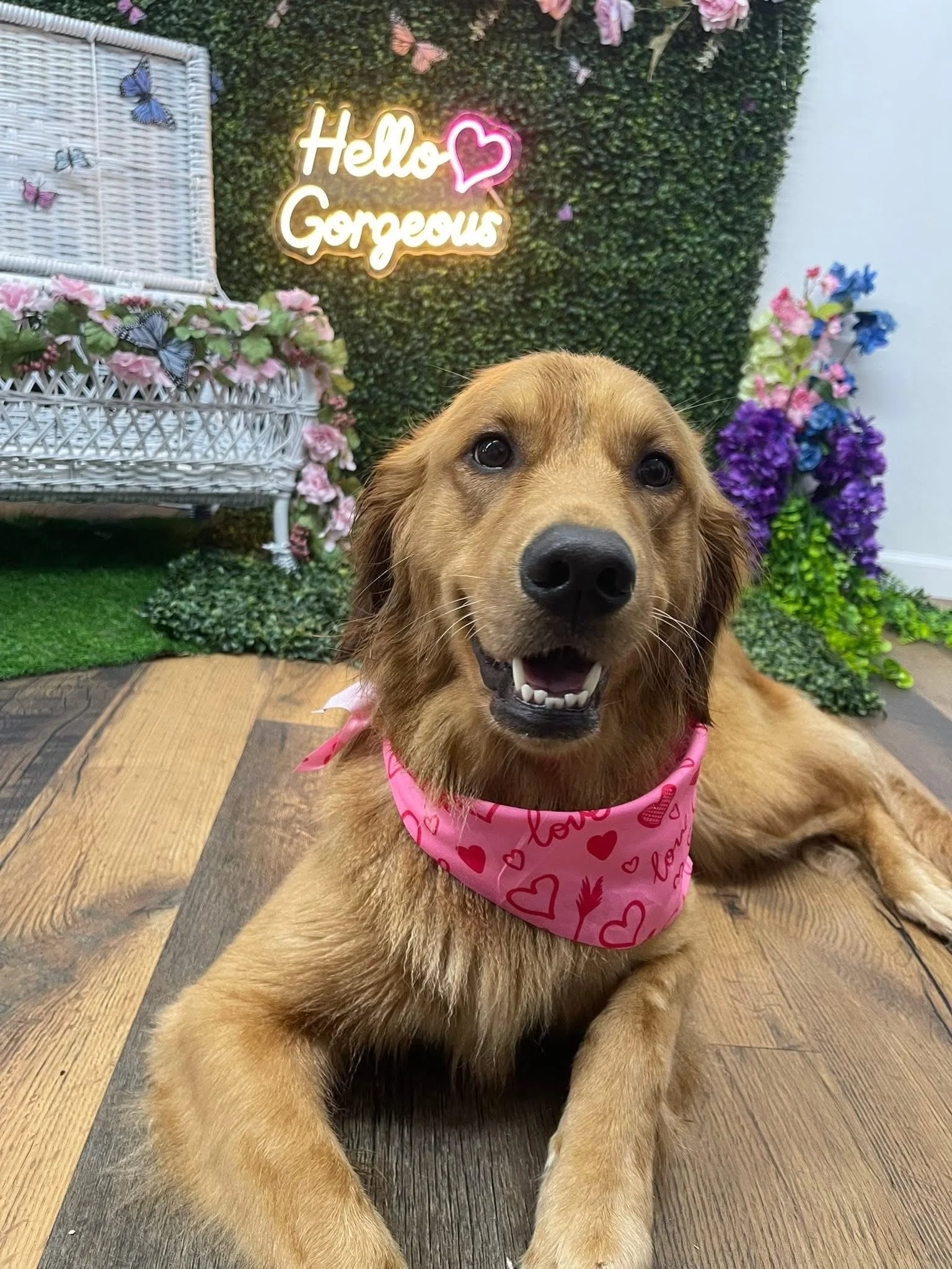 A Golden Retriever wearing a pink Valentine's Day bandana lays in front of a photo wall after receiving a Full Groom at Tails and Ales in Hickory, NC.