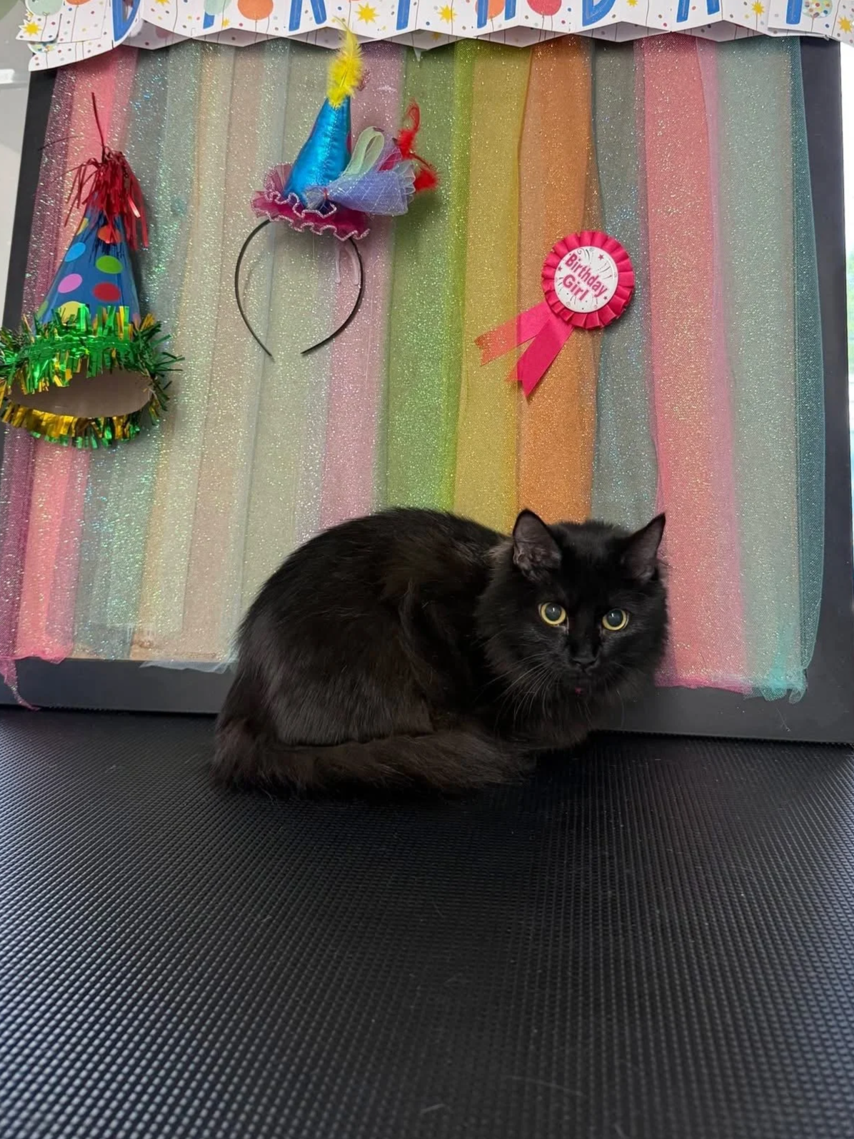 A black cat lays in front of a Happy Birthday photo wall after a Mini Groom at Tails and Ales in Hickory, NC.