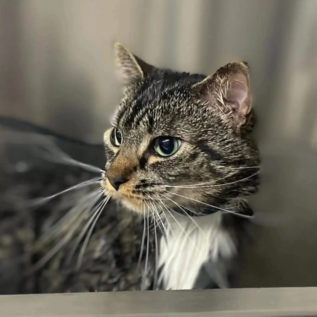 A gray tabby cat stands in the bathtub during a Bath & Brush at Tails and Ales in Hickory, NC.