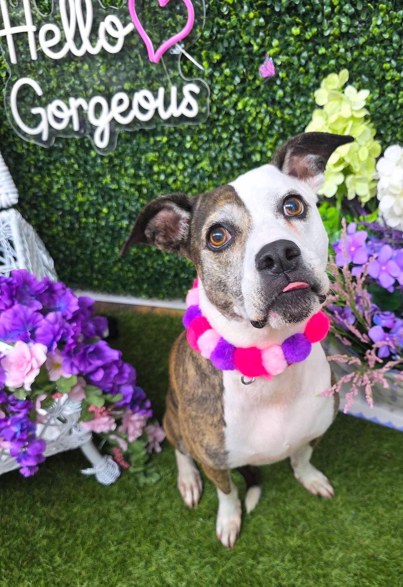 A brindle and white mixed breed dog wearing a pink and purple pompom collar sits in front of a photo wall after a bath and nail trim at Tails and Ales in Hickory, NC.