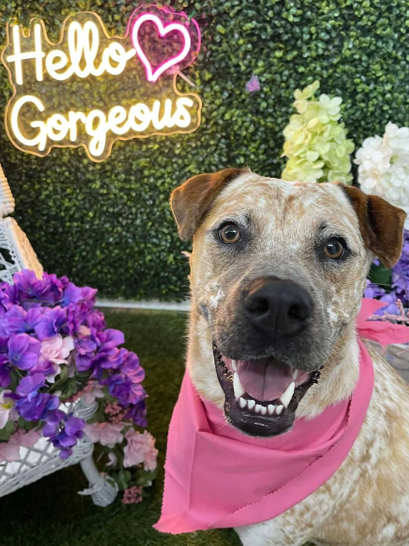 A brown and white mixed breed dog sits in front of the photo wall with an LED "Hello Gorgeous" sign in the background after a Bath & Nail Trim at Tails and Ales in Hickory, NC.