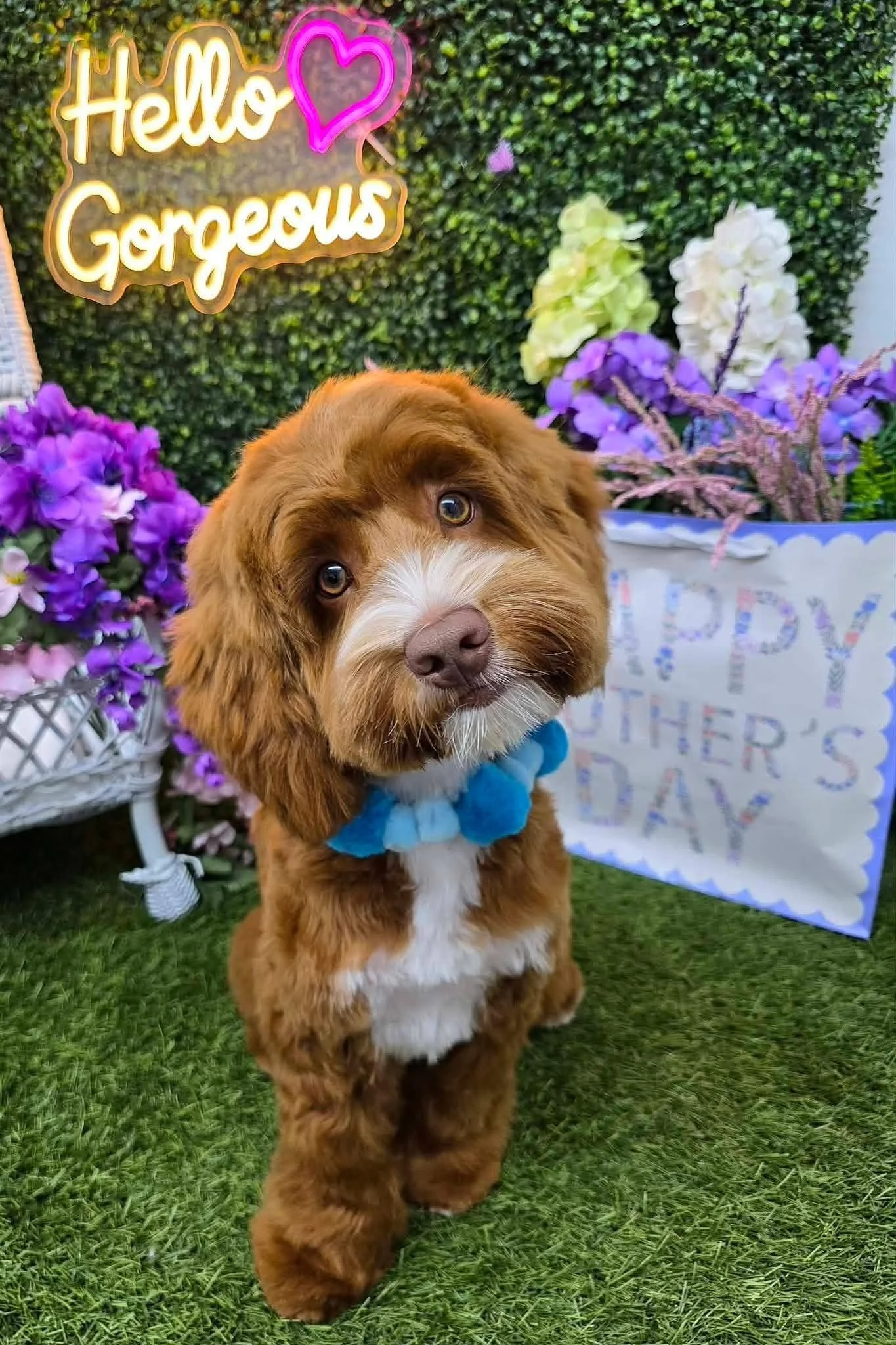 A brown and white doodle puppy sits in front of a photo wall with a "Hello Gorgeous" LED sign in the background after a Puppy Groom.