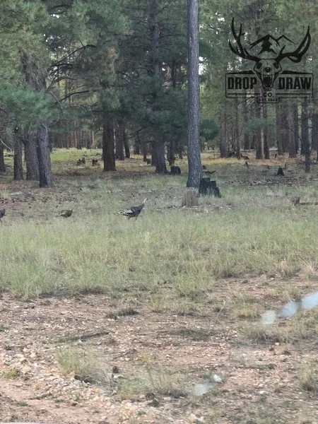 A wooded area with trees, ground grass, and a few animals including deer, birds, and possibly a dog, with a logo in the top right corner that reads 'Drop & Draw Co.' with a deer head graphic.