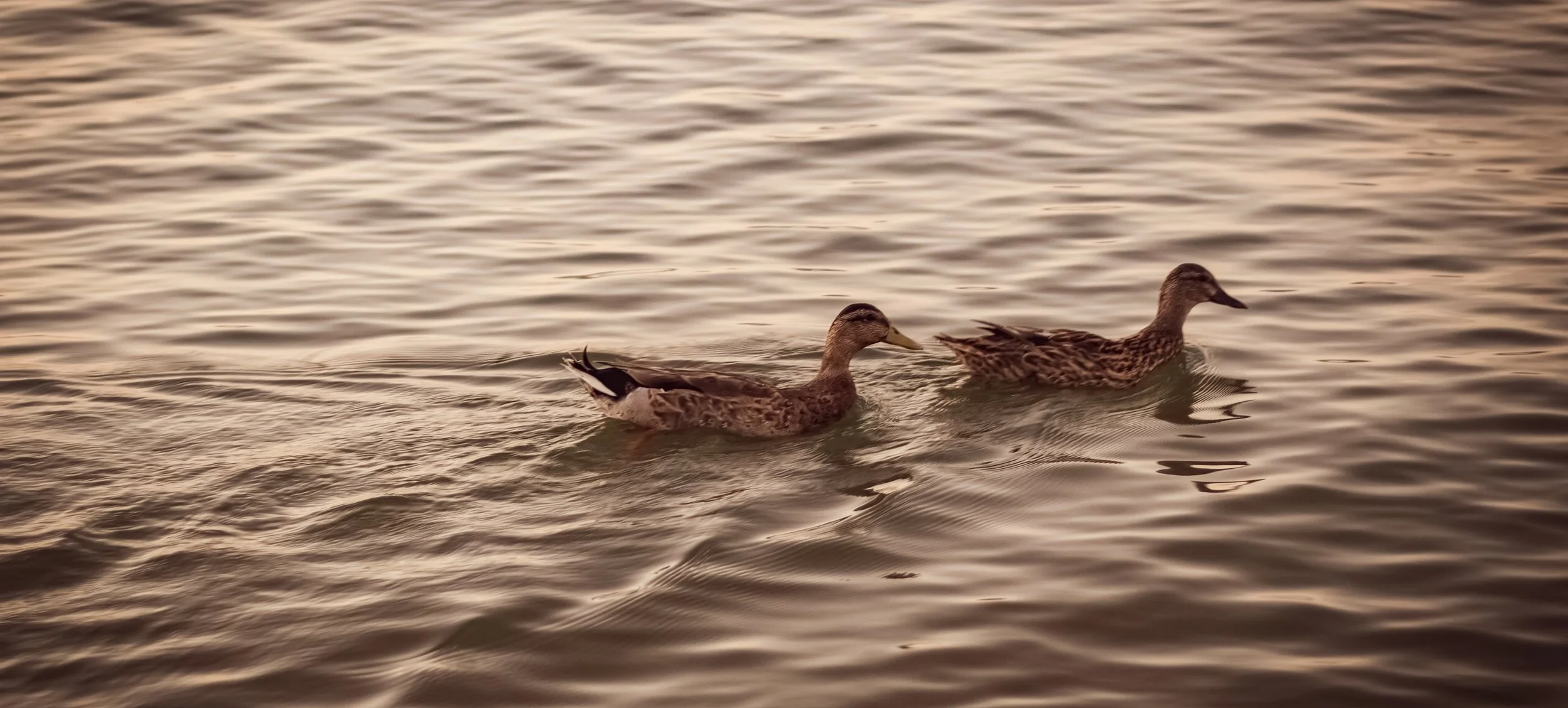 Two ducks swimming in a body of water at sunset.
