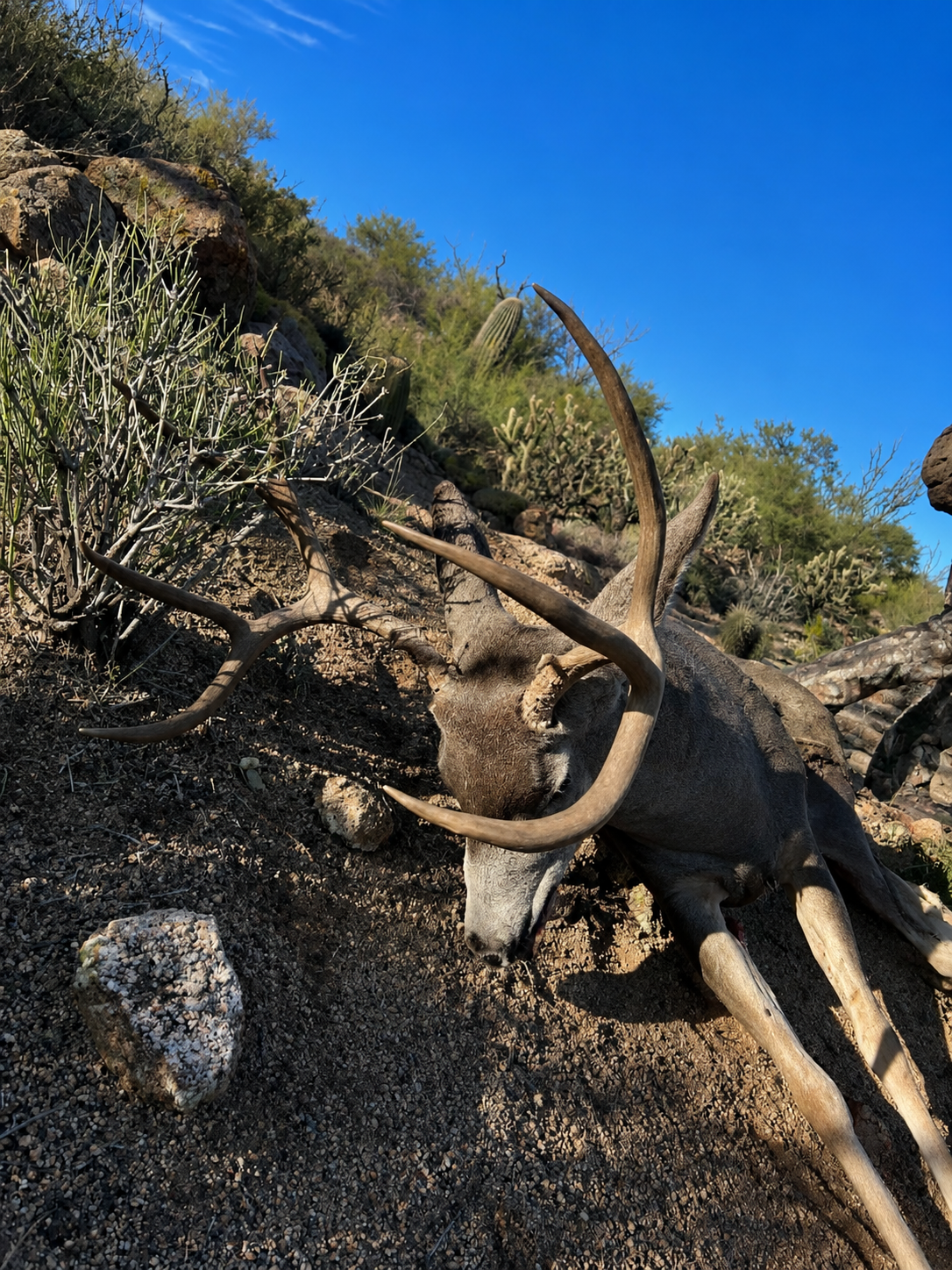 A dead buck with large antlers lying on the desert ground among rocks and cacti under a clear blue sky.