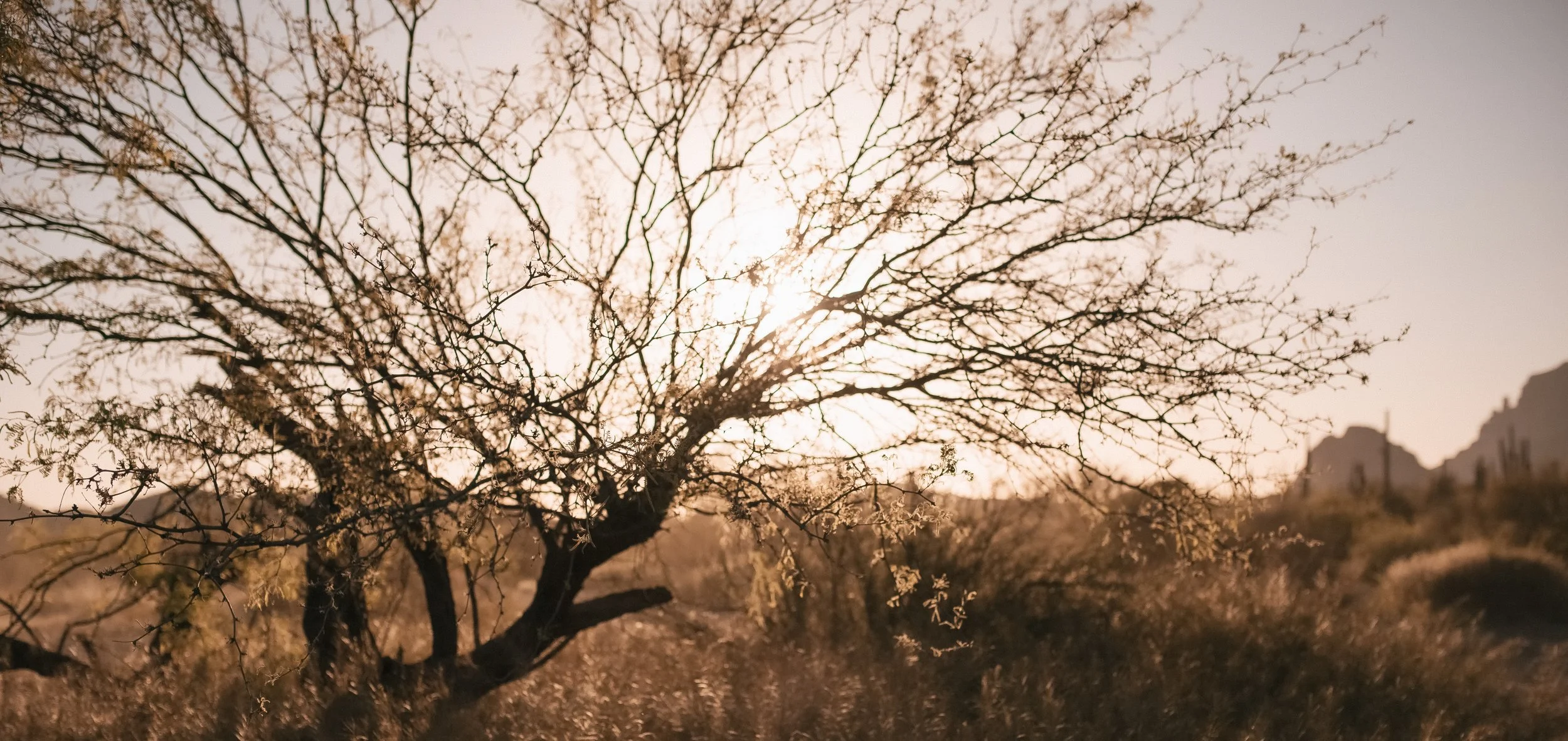 A landscape scene featuring a large leafless tree in the foreground, with the sun shining behind its branches. In the background, there are mountain formations and a clear sky.
