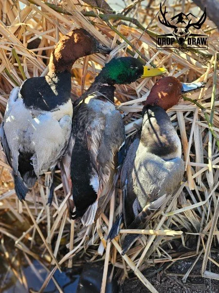 Three ducks are lying in a nest among dry grass and reeds.