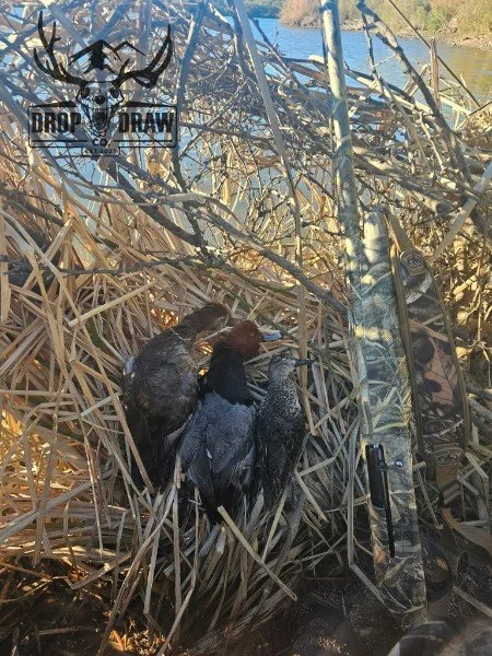 Three dead ducks and a hunting rifle lying among dry reeds near a body of water.
