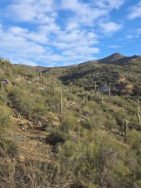 Desert hillside with green shrubs and tall Saguaro cacti under a partly cloudy blue sky.