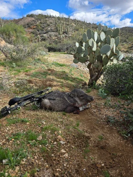 A dead wild boar lying on dirt ground next to a cactus and a rifle, with a mountainous desert landscape in the background.