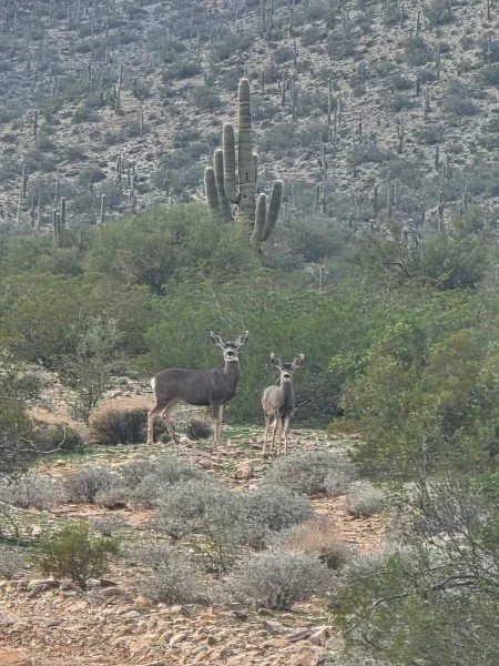Two deer standing in desert landscape with sparse shrubs and tall cactus plants in background.