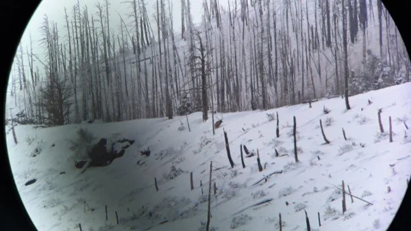 Snow-covered forest with barren trees and a snow-covered ground.
