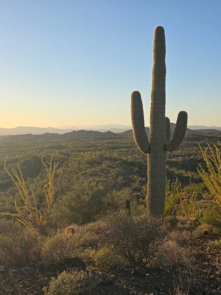 A tall saguaro cactus in the desert with mountains in the background during sunset.